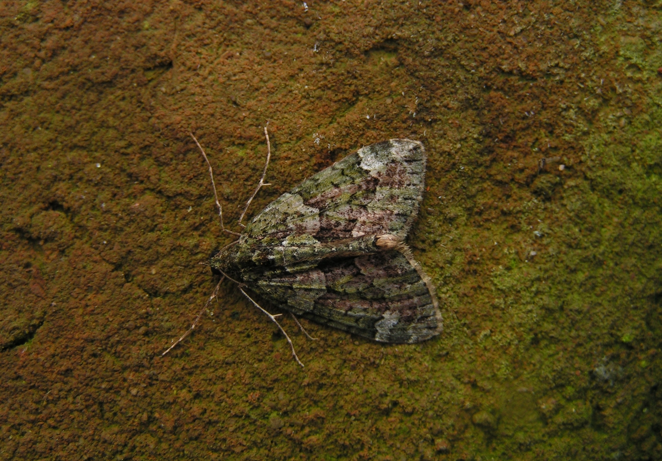 Chlosite_42184_.jpg