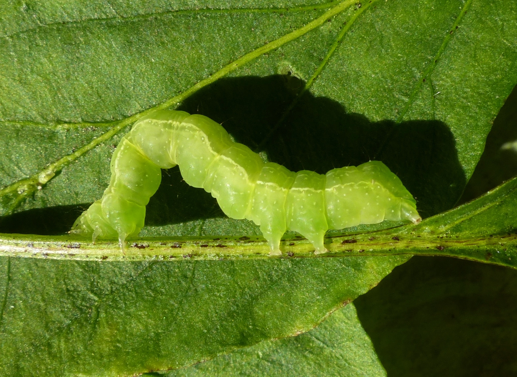 Chrychal_52283_.jpg