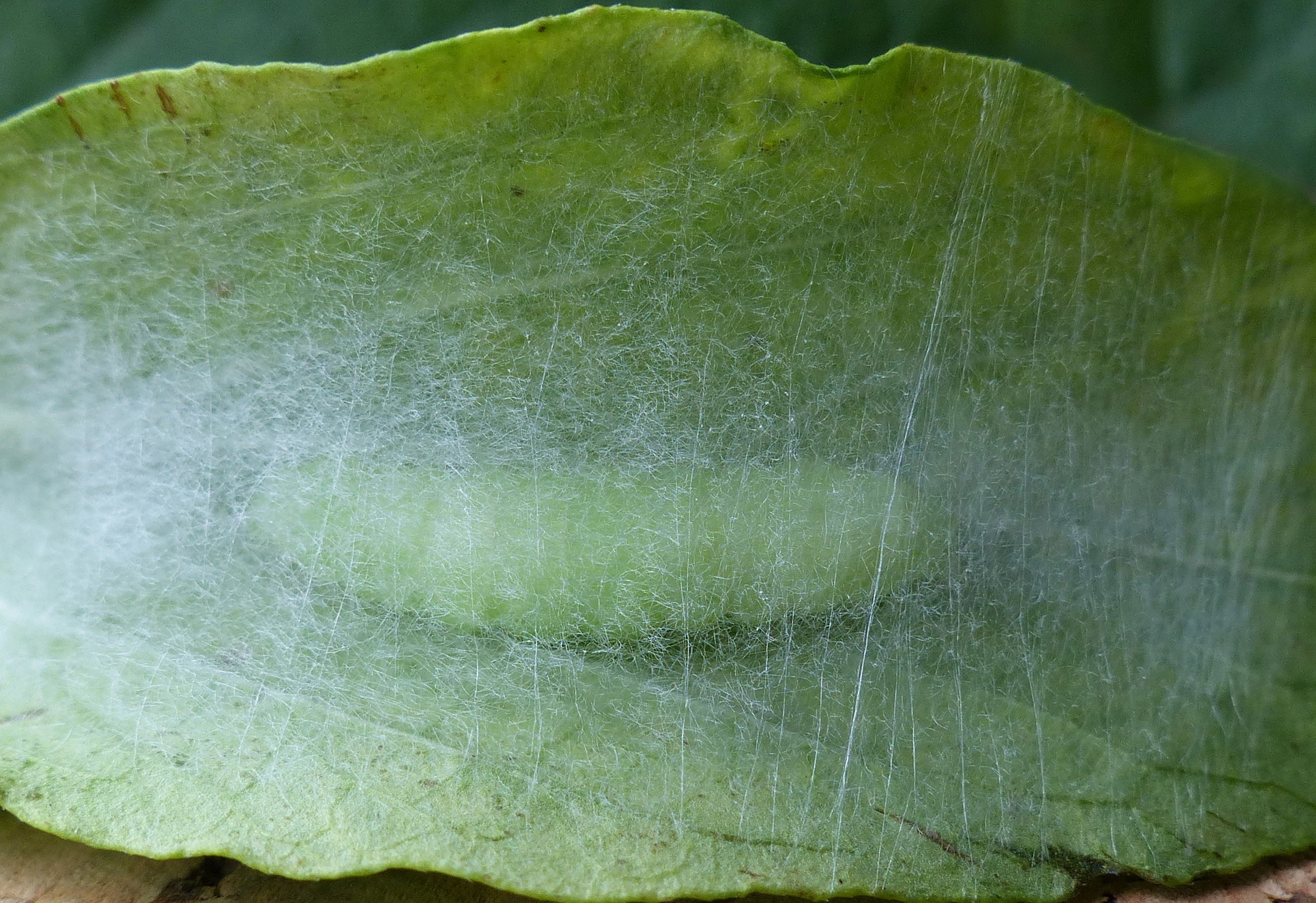 Chrychal_52284_.jpg