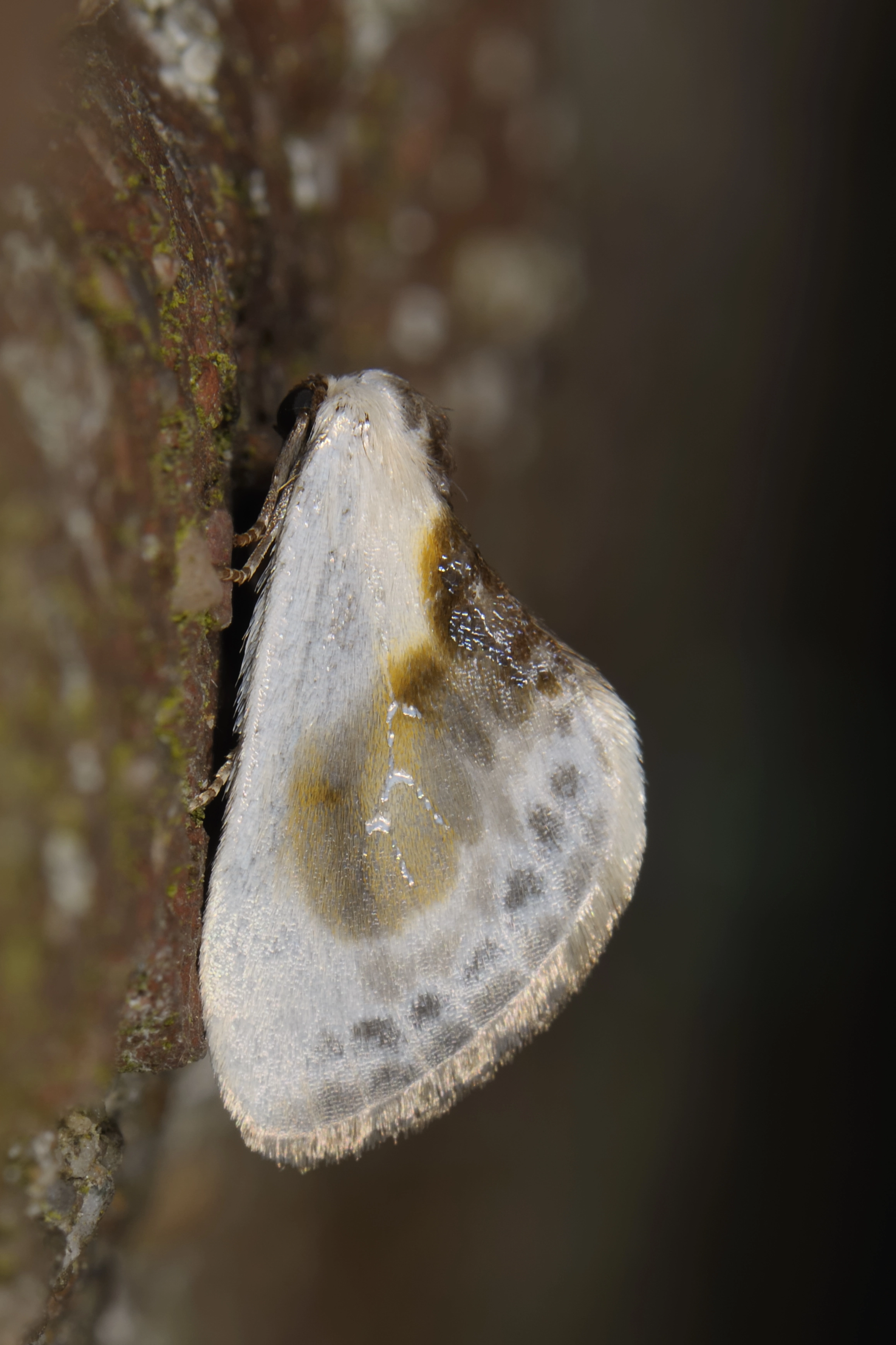 Ciliglau_39046_.jpg