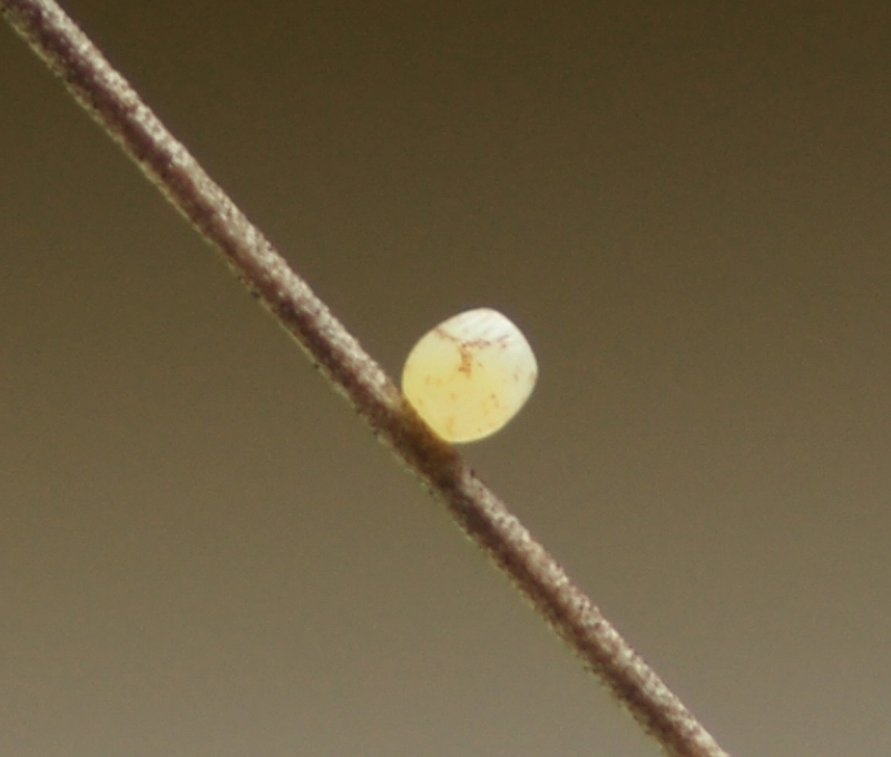 Coenpamp_31503_.jpg