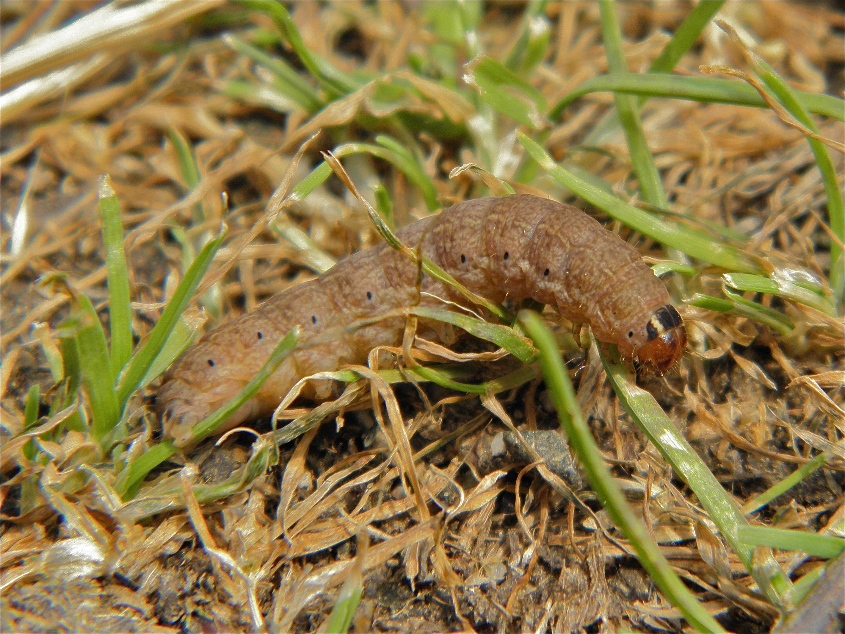 Conirusa_43409_.jpg