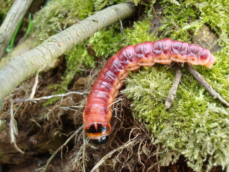 Cosscoss_17925_.jpg