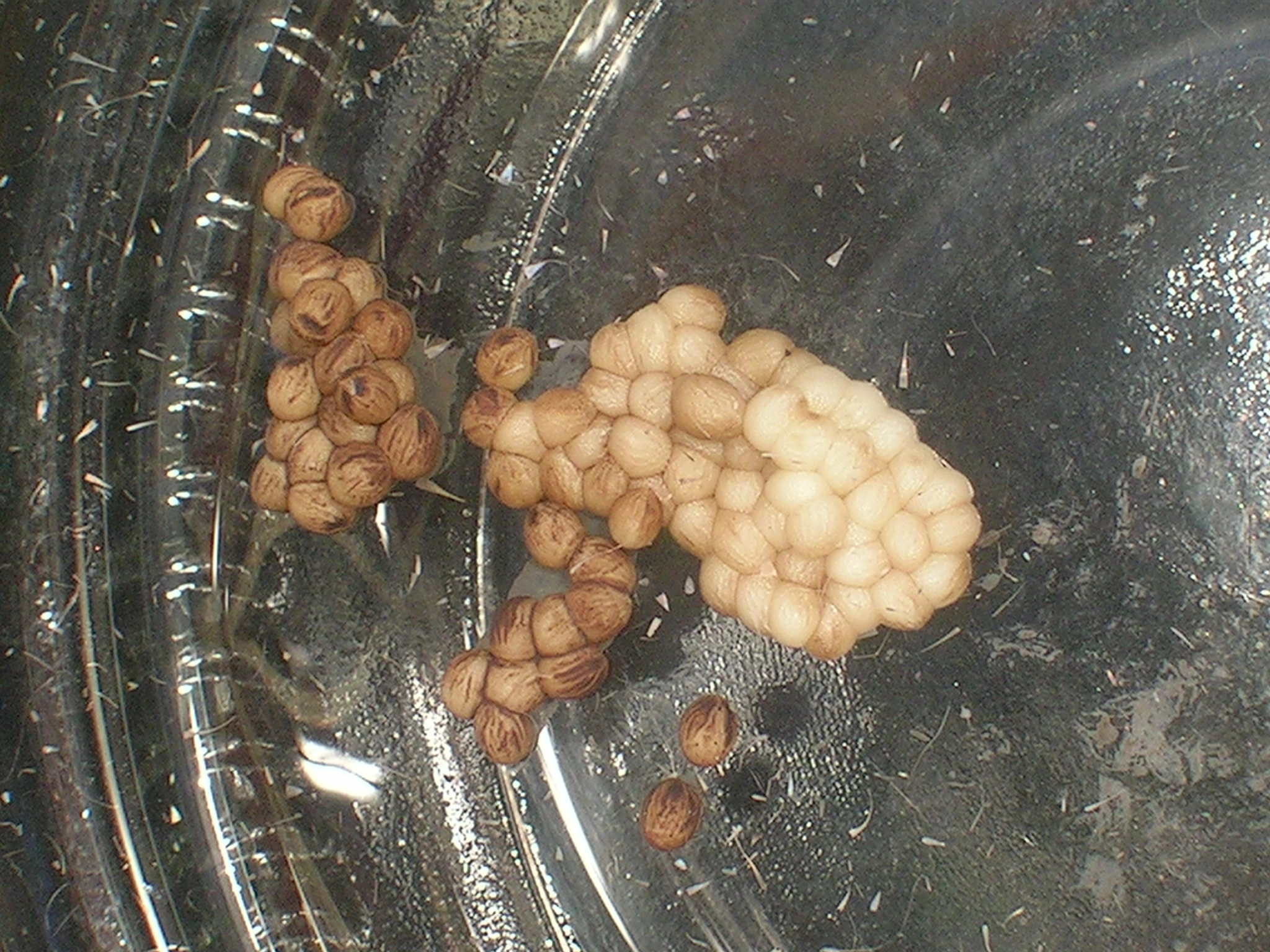 Cosscoss_18802_.jpg
