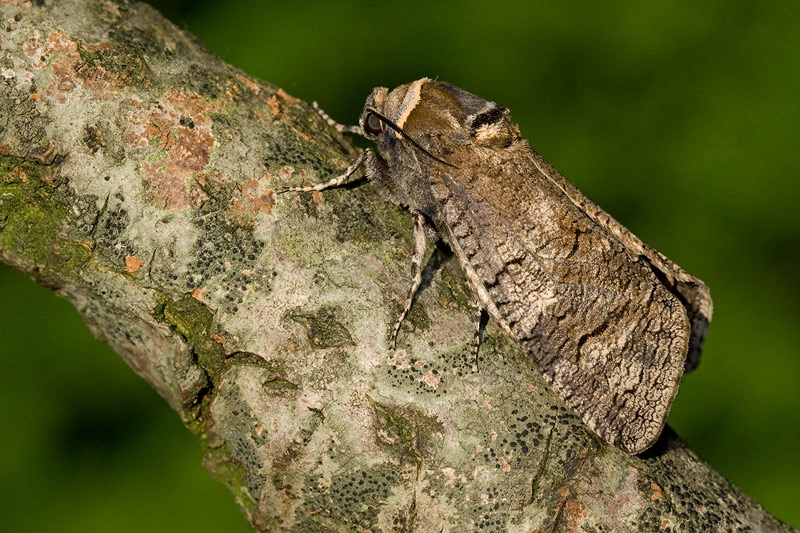 Cosscoss_34592_.jpg