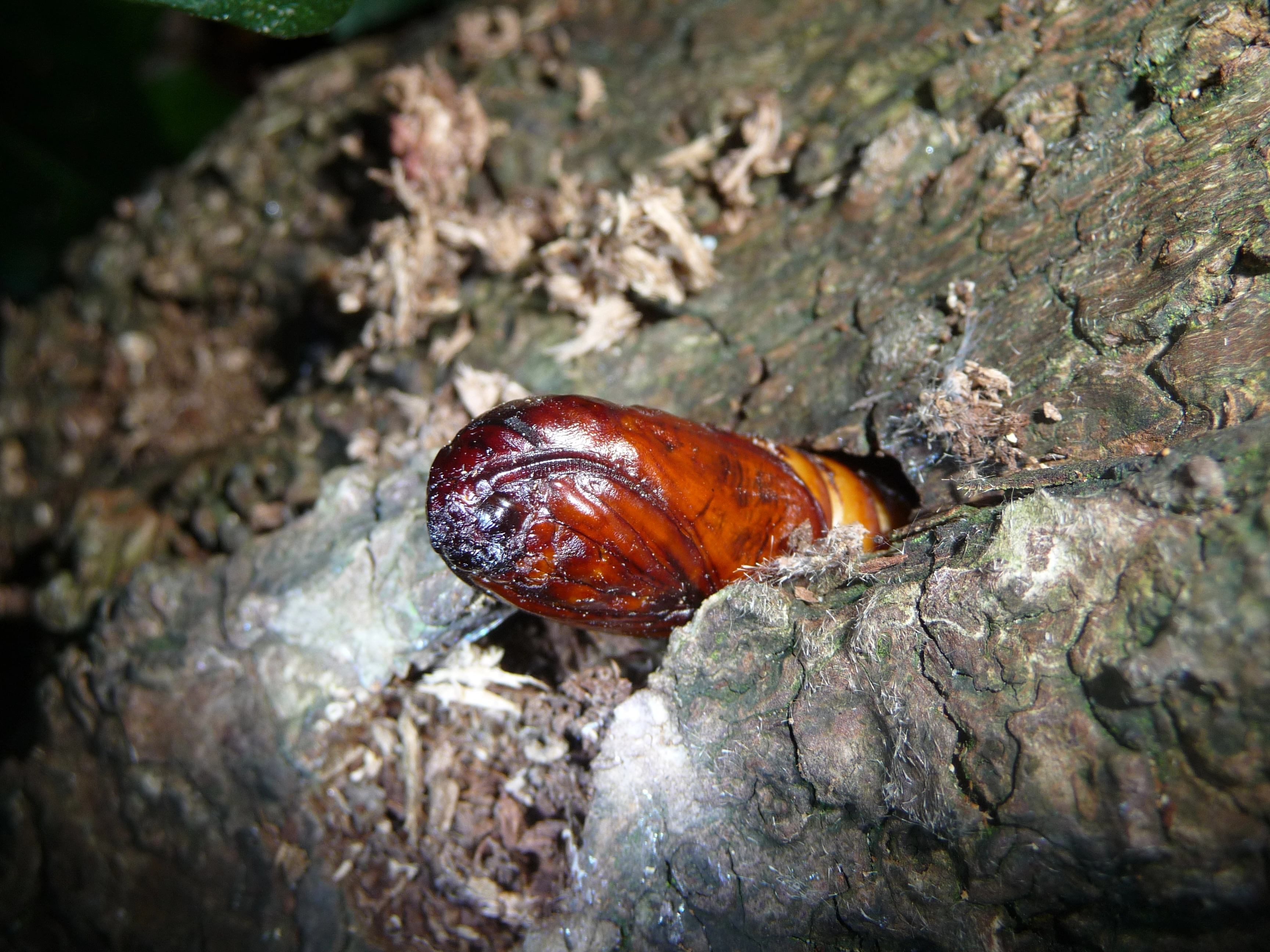 Cosscoss_50918_.jpg