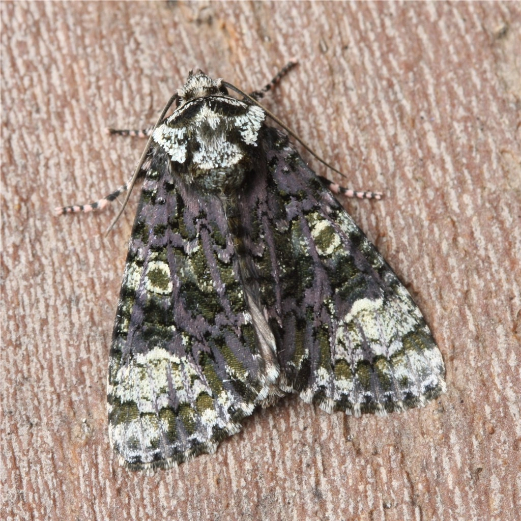 Cranligu_41074_.jpg