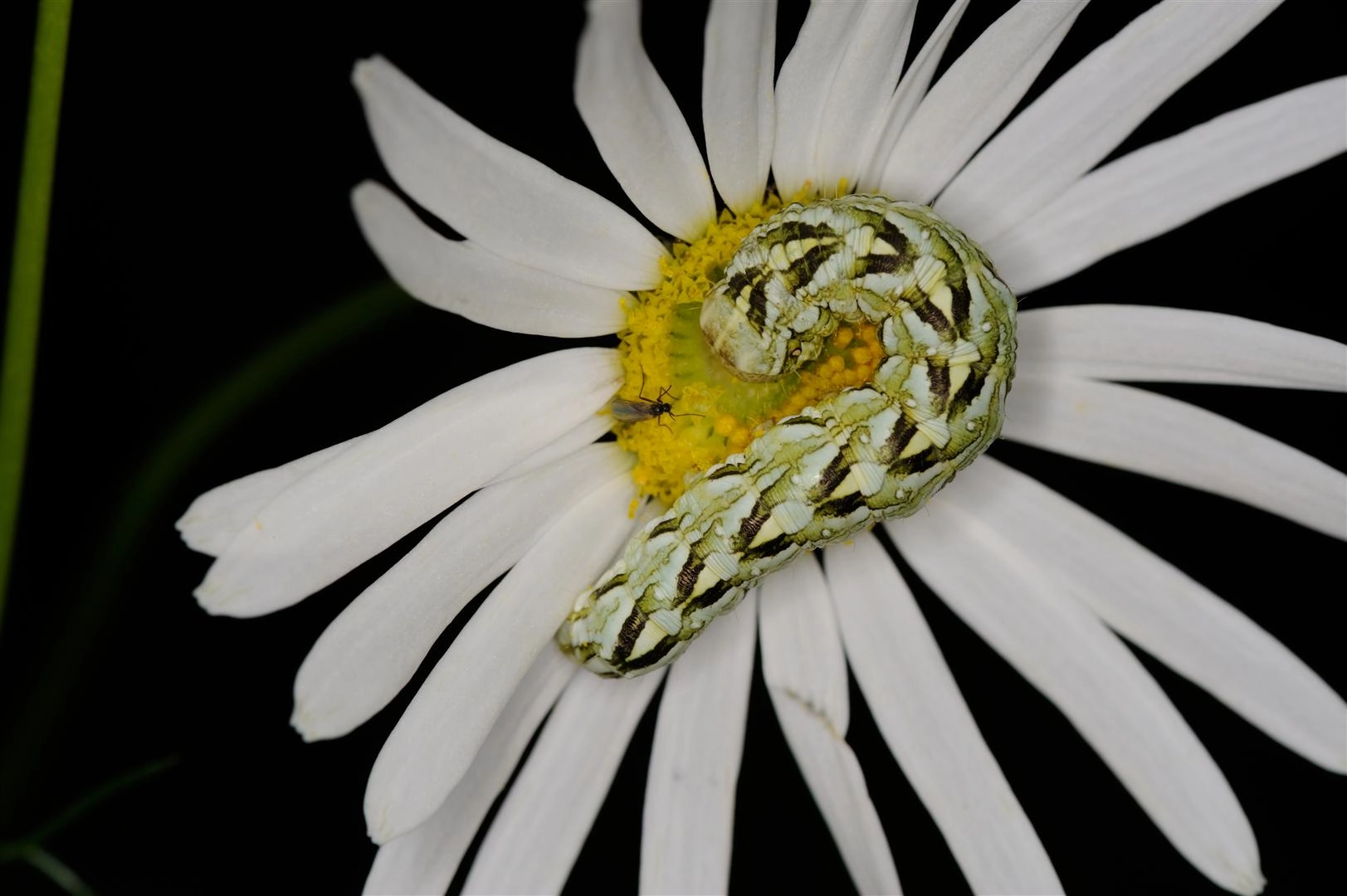 Cucucham_43660_.jpg