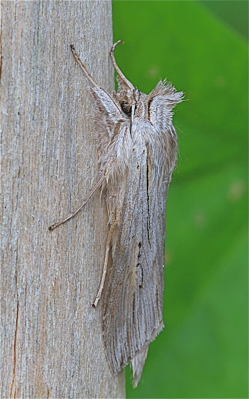 Cucuumbr_40138_.jpg