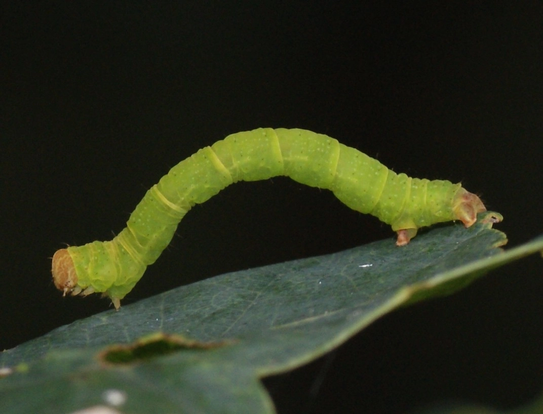 Cyclpora_41832_.jpg