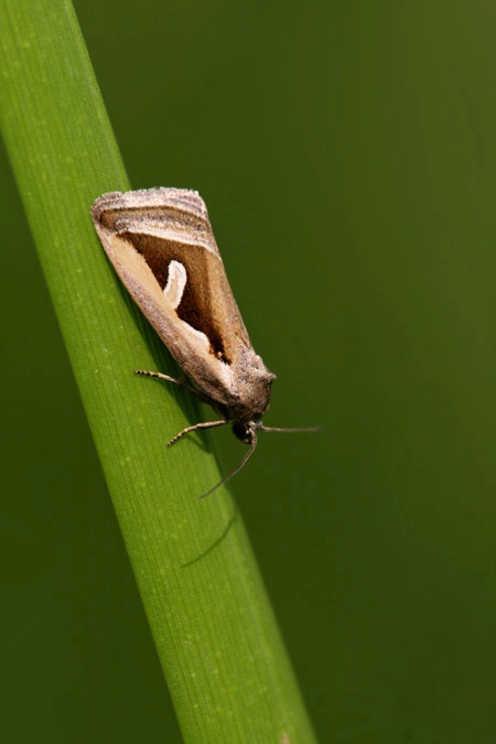 Deltuncu_33657_.jpg