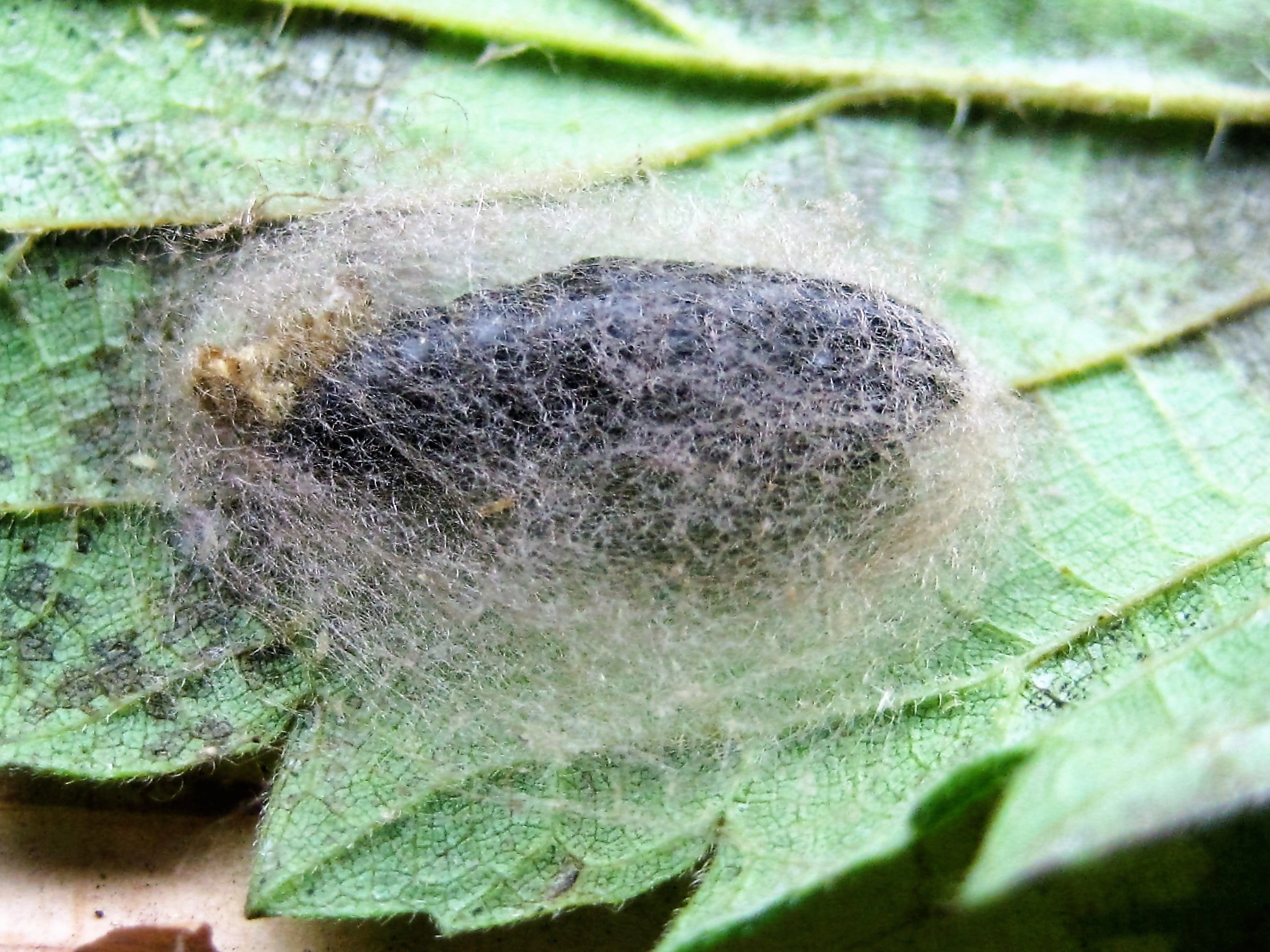 Diacchsi_54611_.jpg