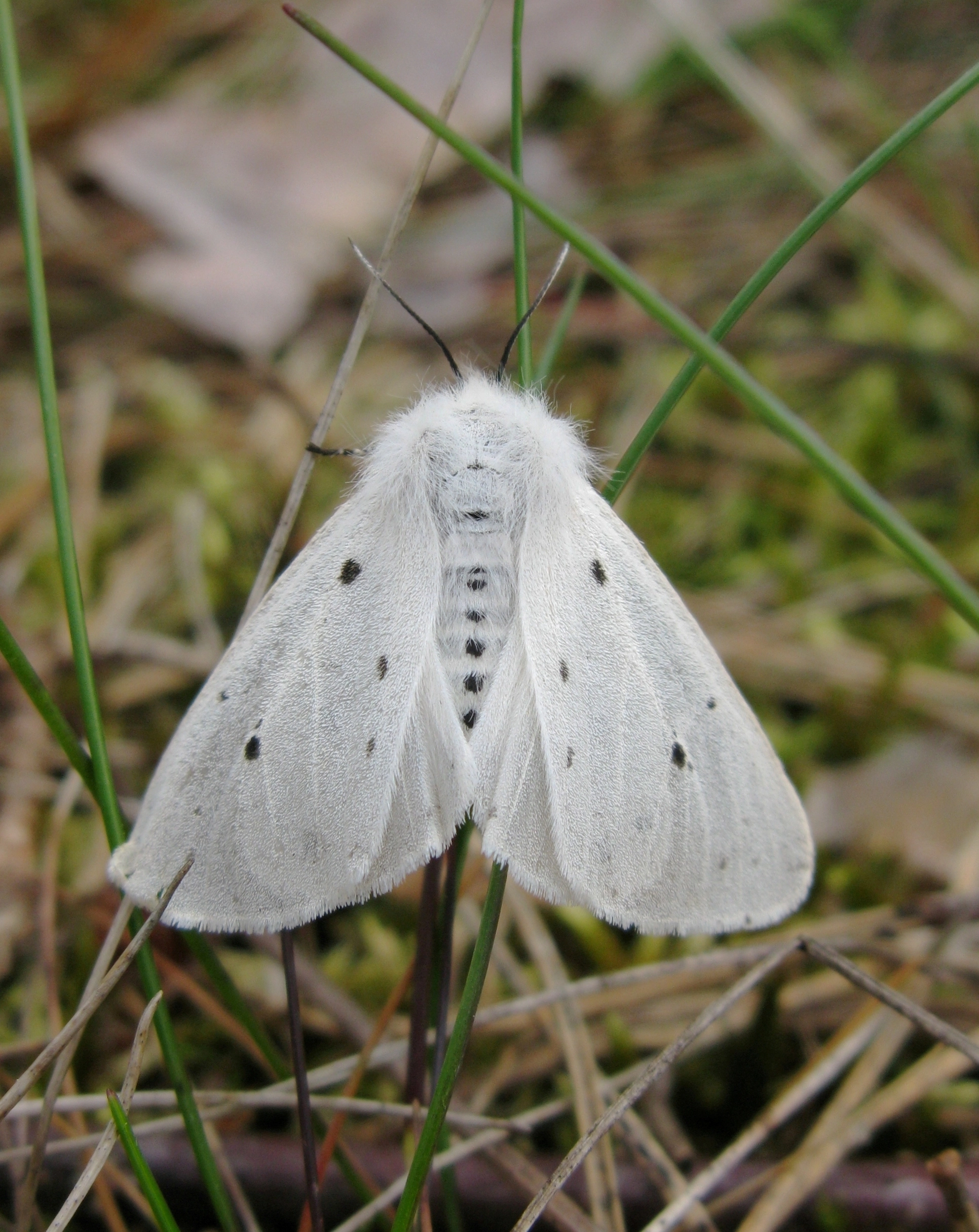 Diapmend_34131_.jpg