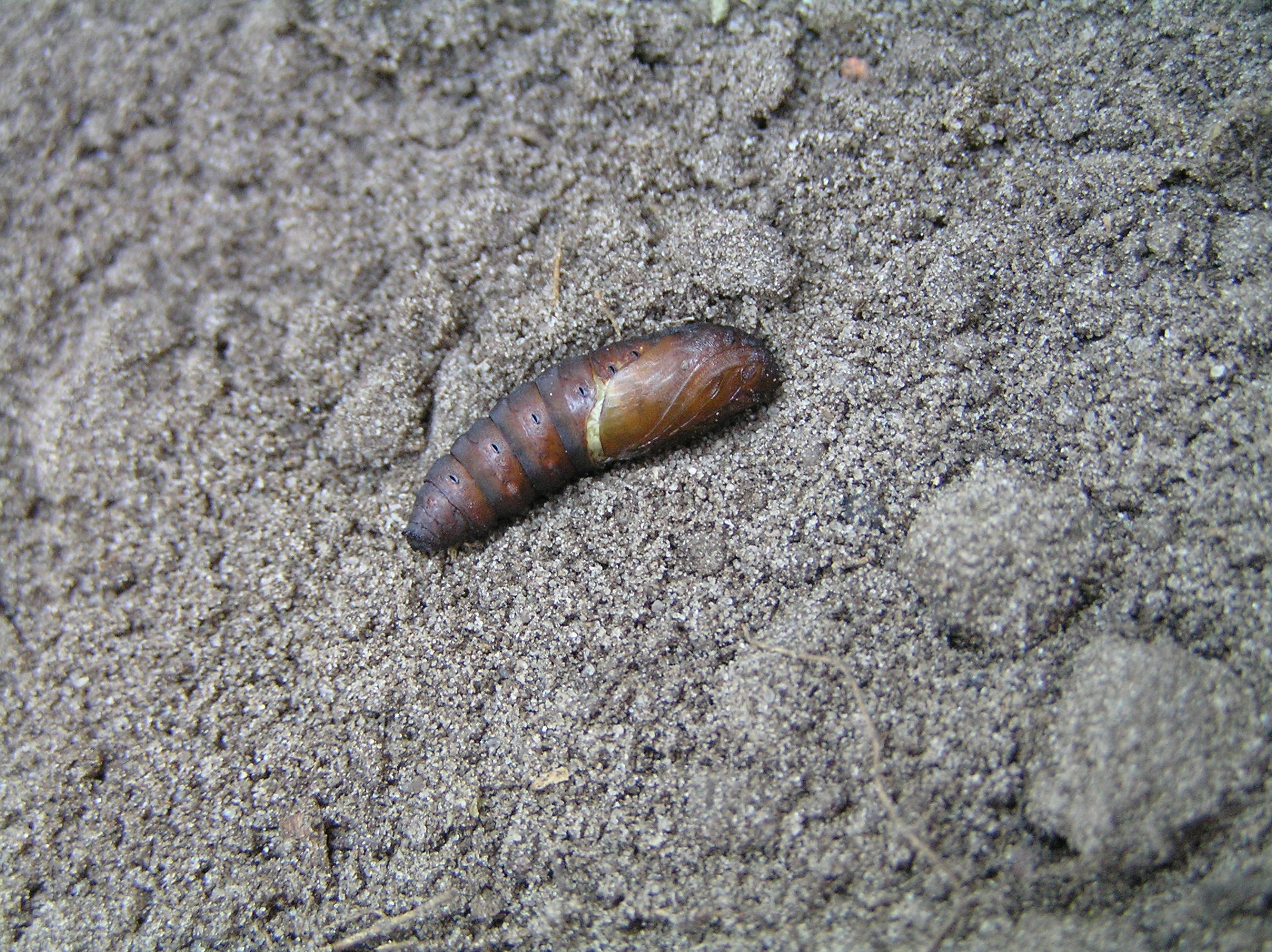 Dilocaer_42636_.jpg