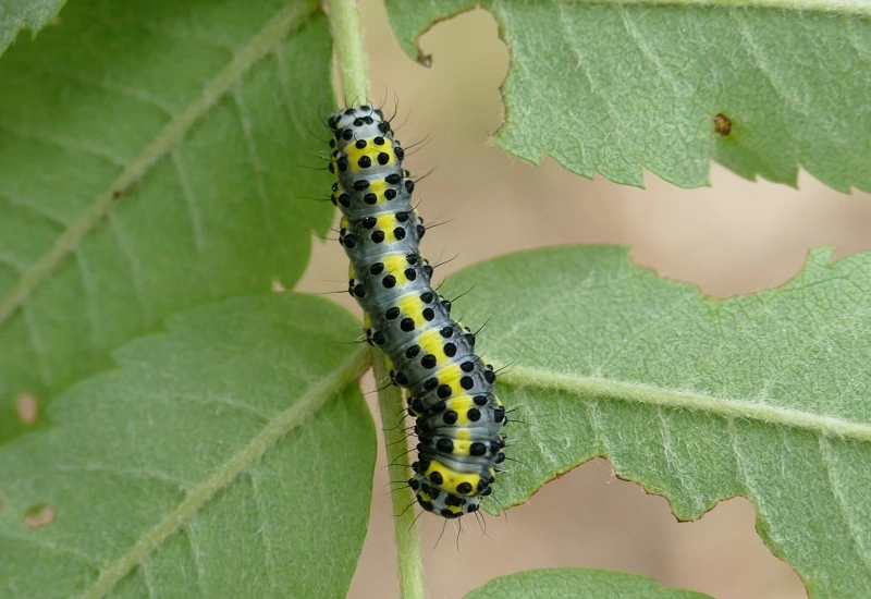Dilocaer_52620_.jpg