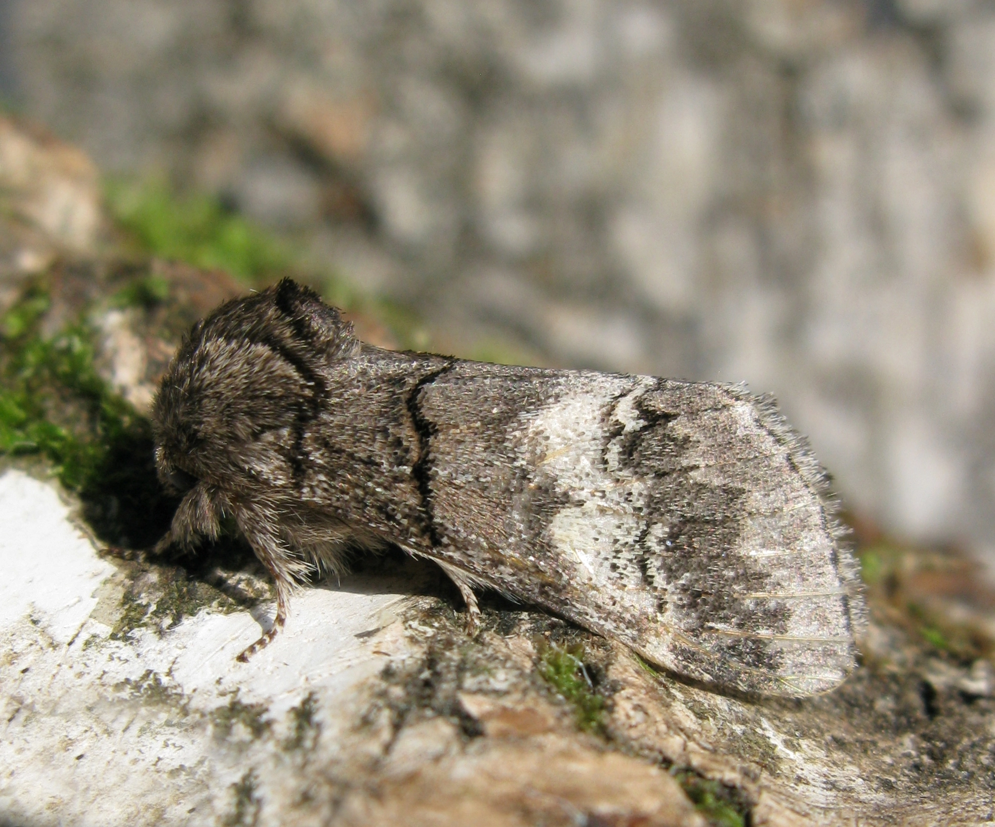 Drymquer_44277_.jpg
