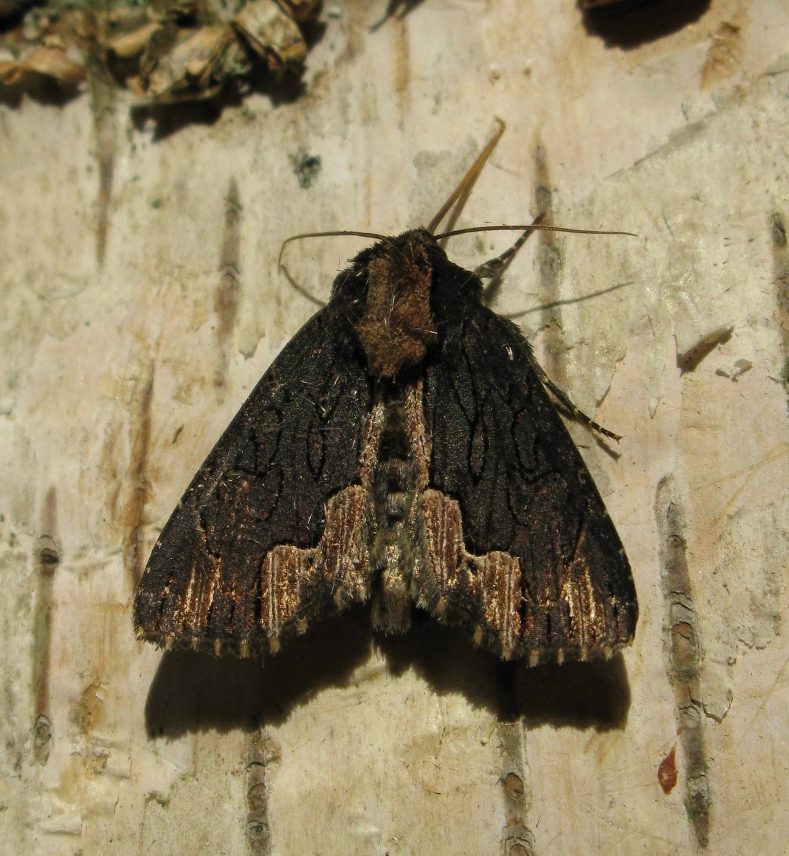 Dyptscab_28493_.jpg