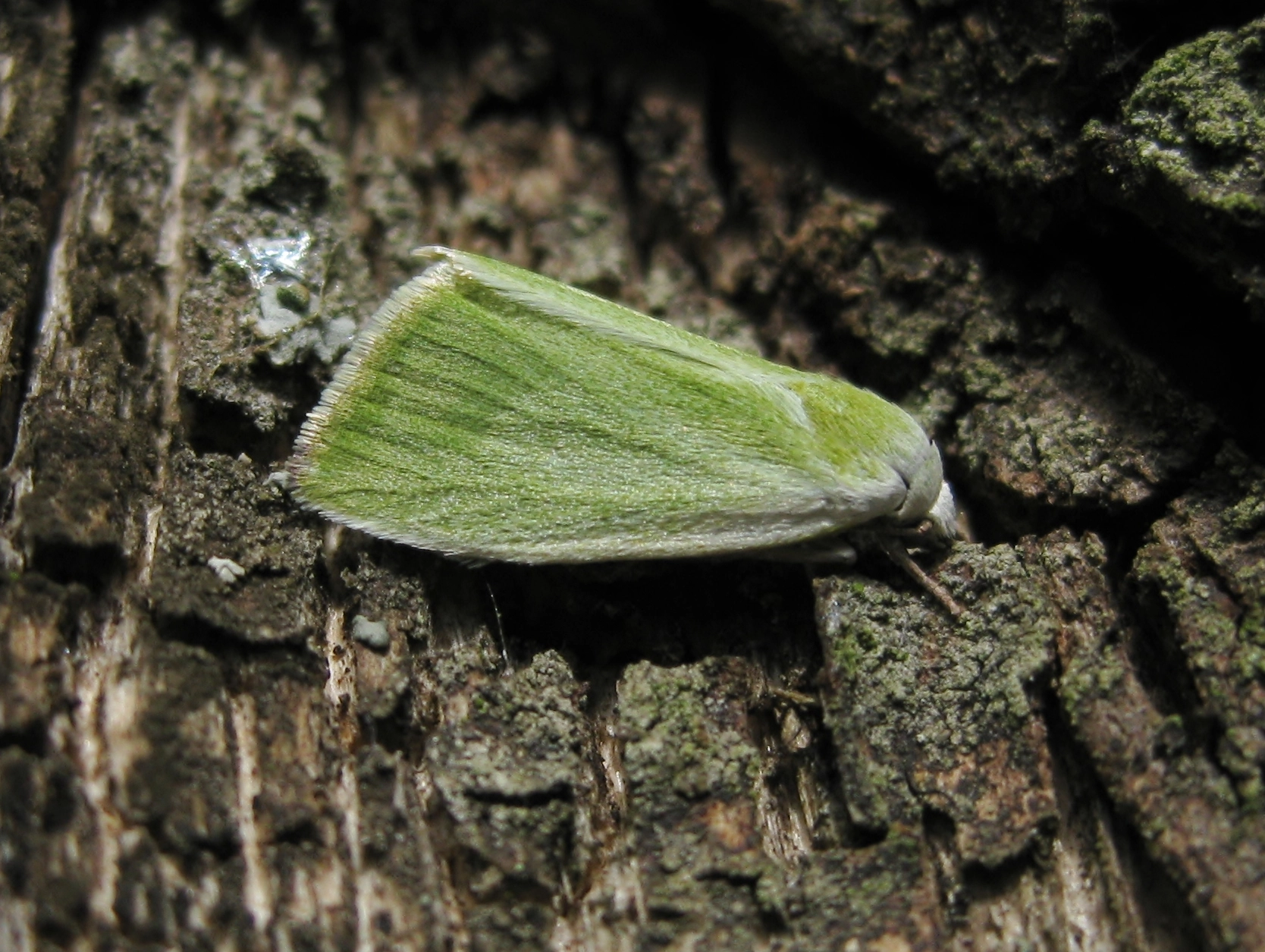 Eariclor_50815_.jpg