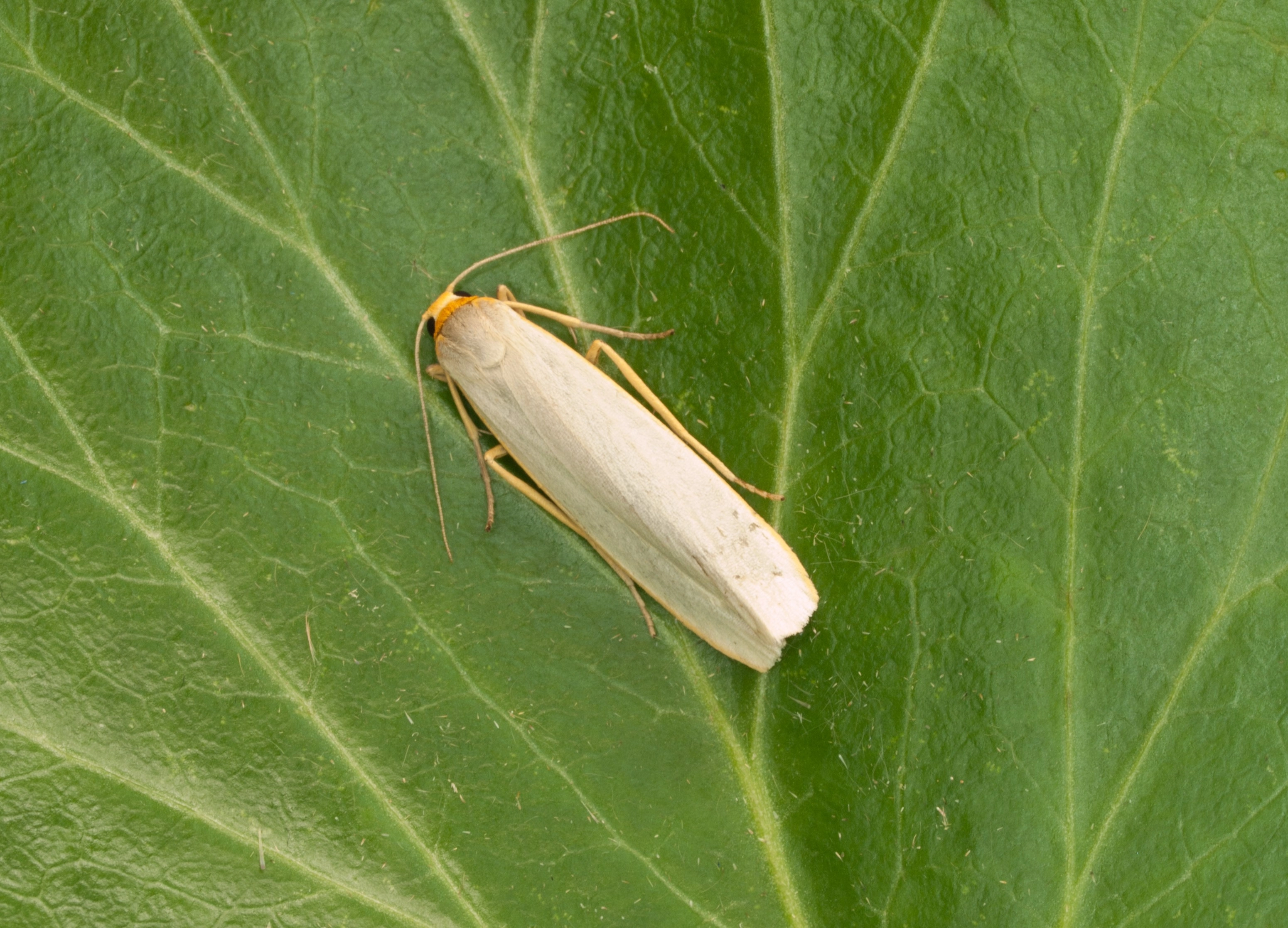 Eilecani_53452_.jpg