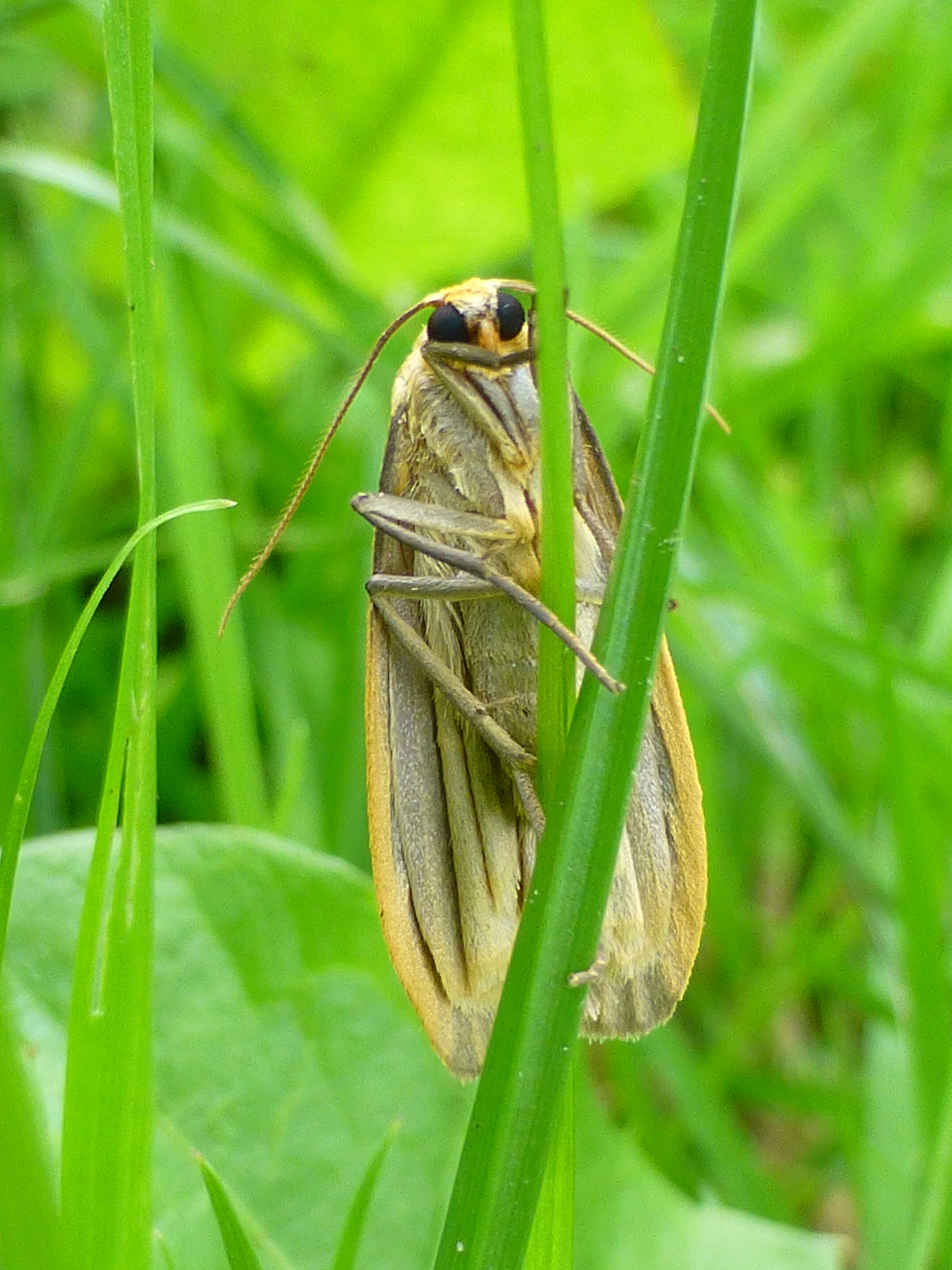 Eilegris_44523_.jpg