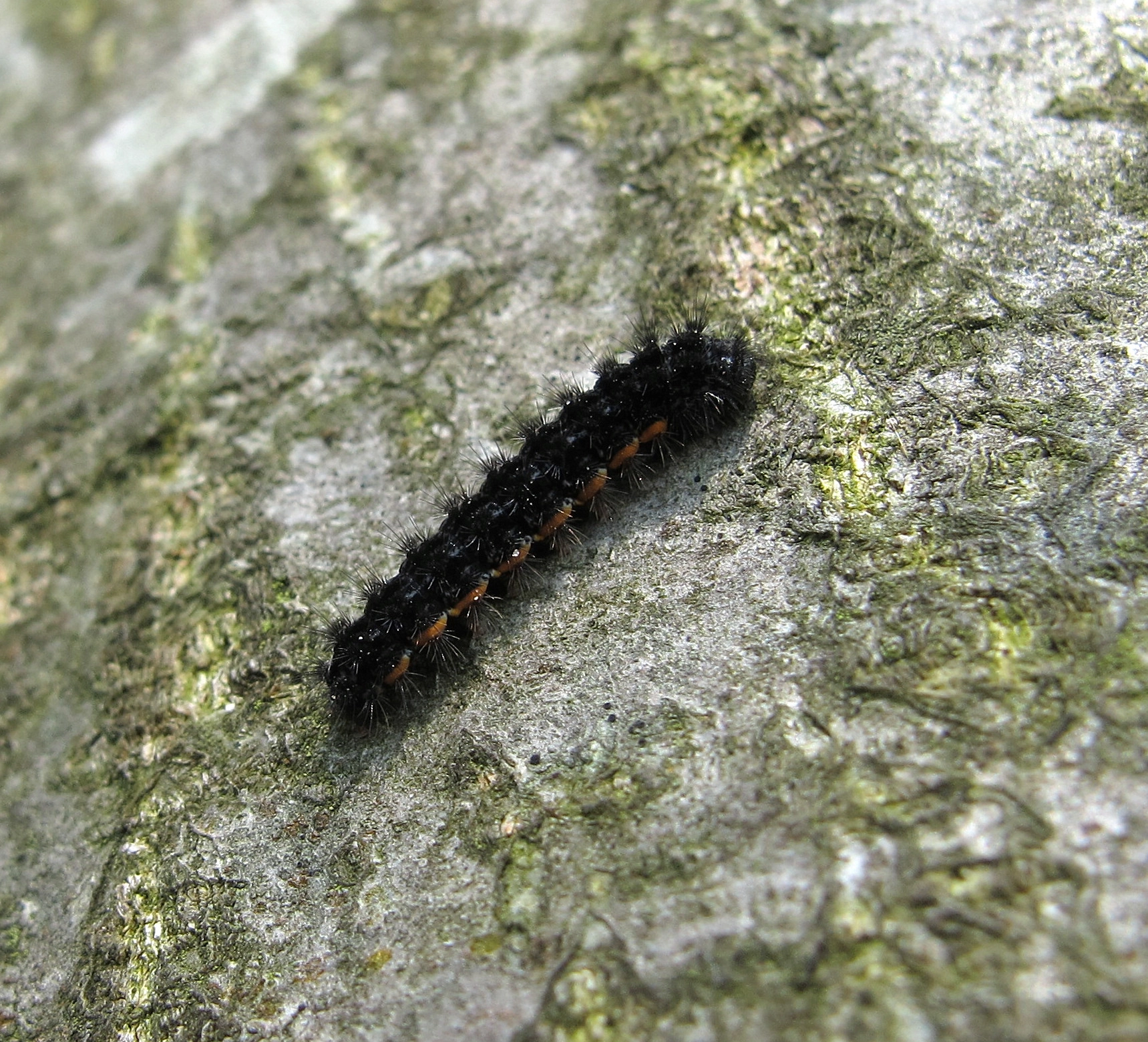 Eileluri_42286_.jpg