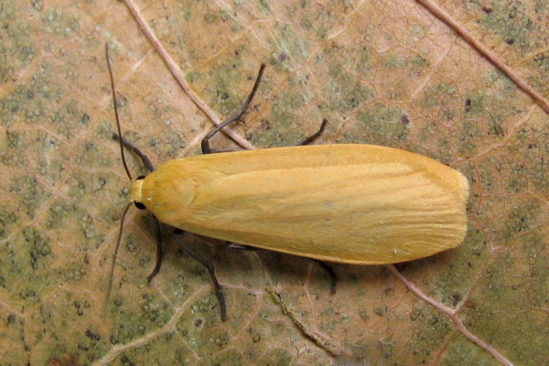 Eilesoro_38015_.jpg