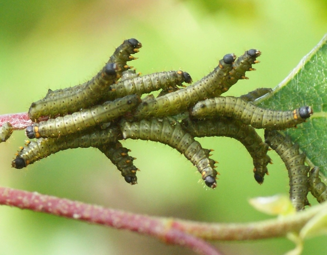 Endrvers_43143_.jpg