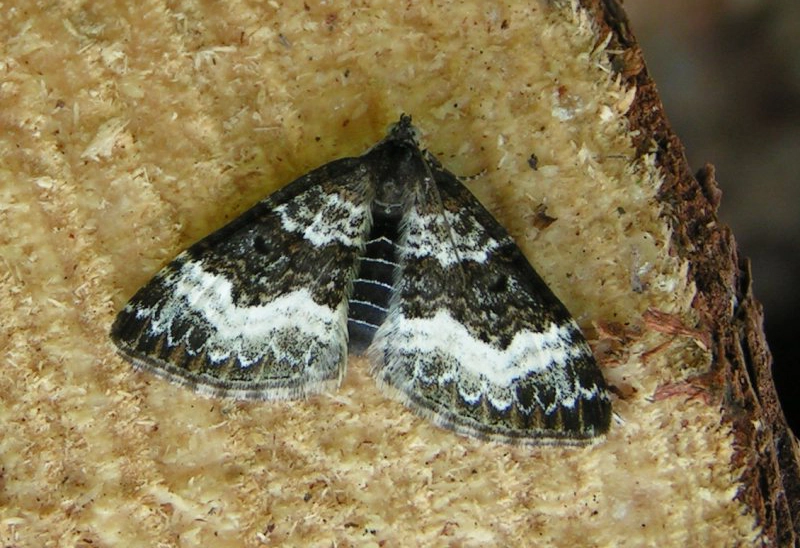 Epiralte_25733_.jpg
