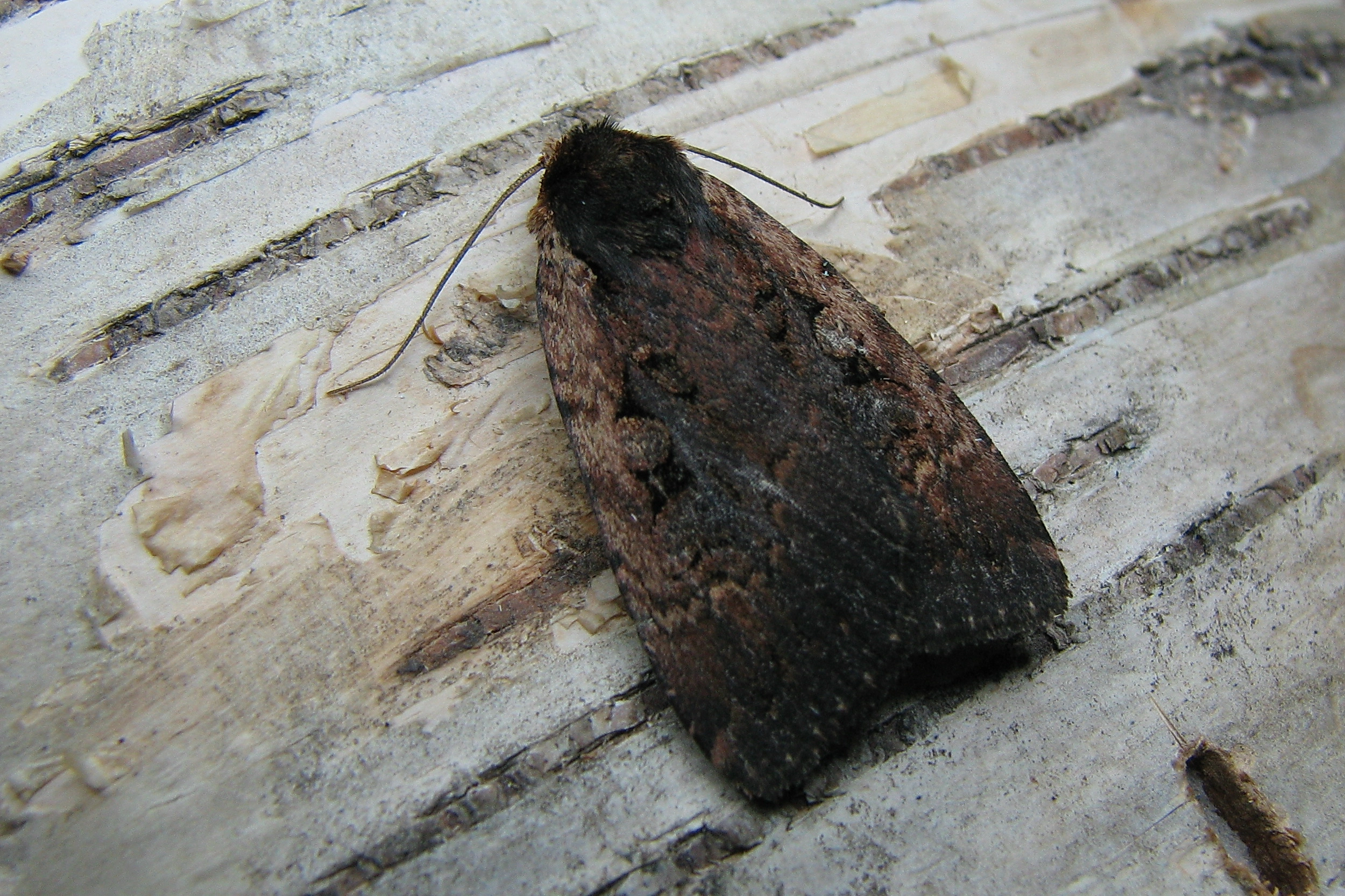 Eugrsigm_40136_.jpg