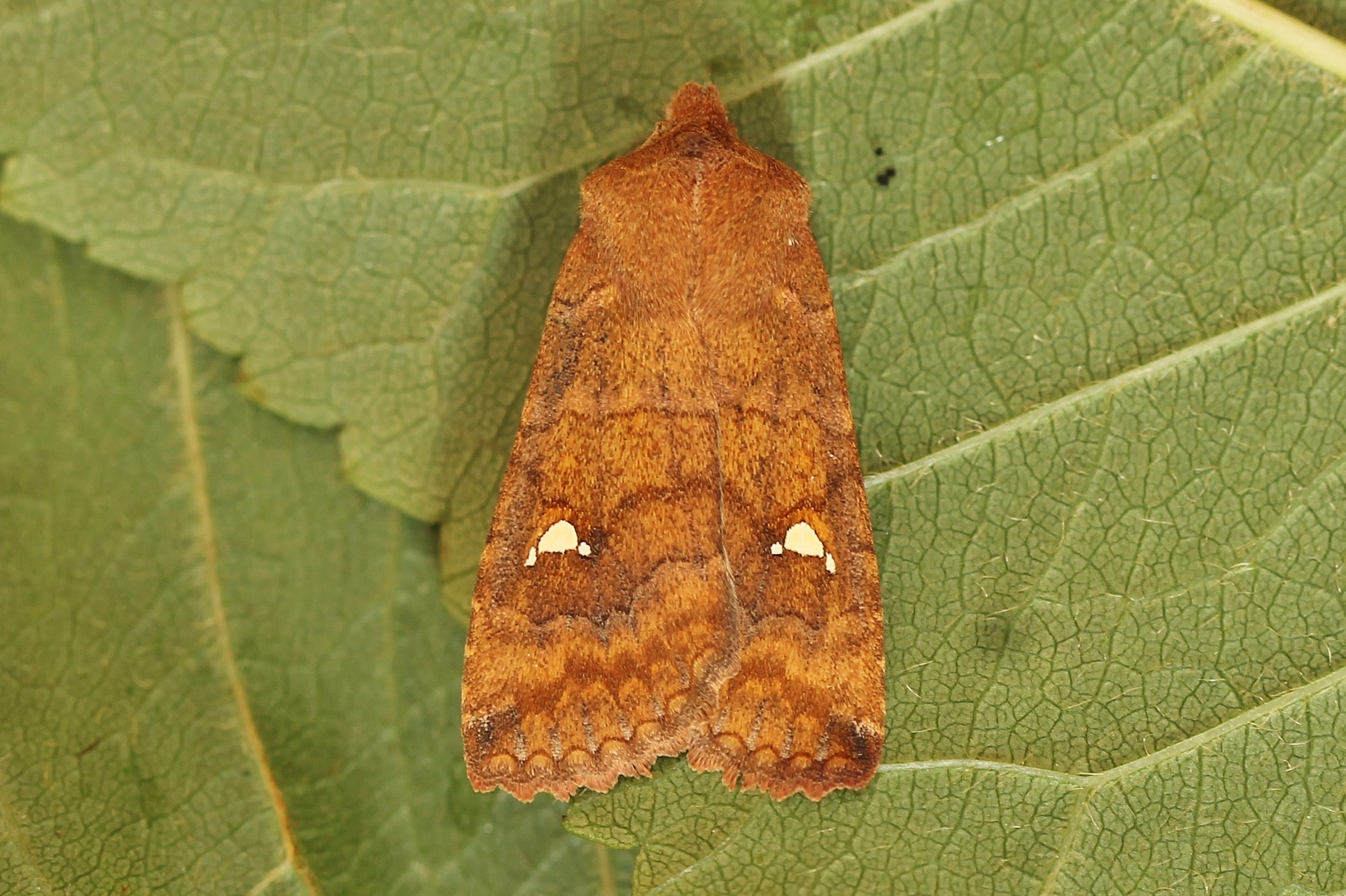 Eupstran_50010_.jpg
