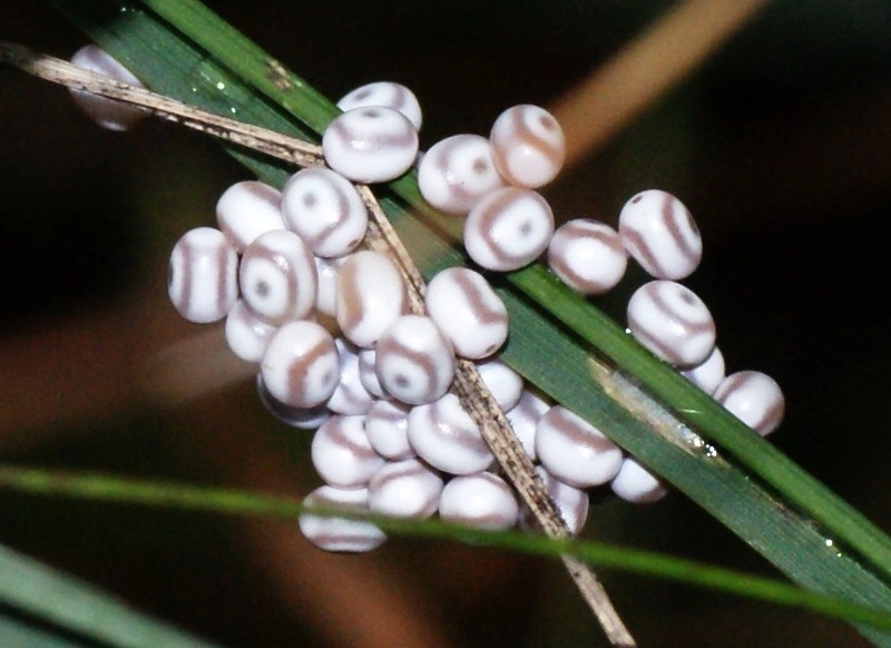 Euthpota_36639_.jpg