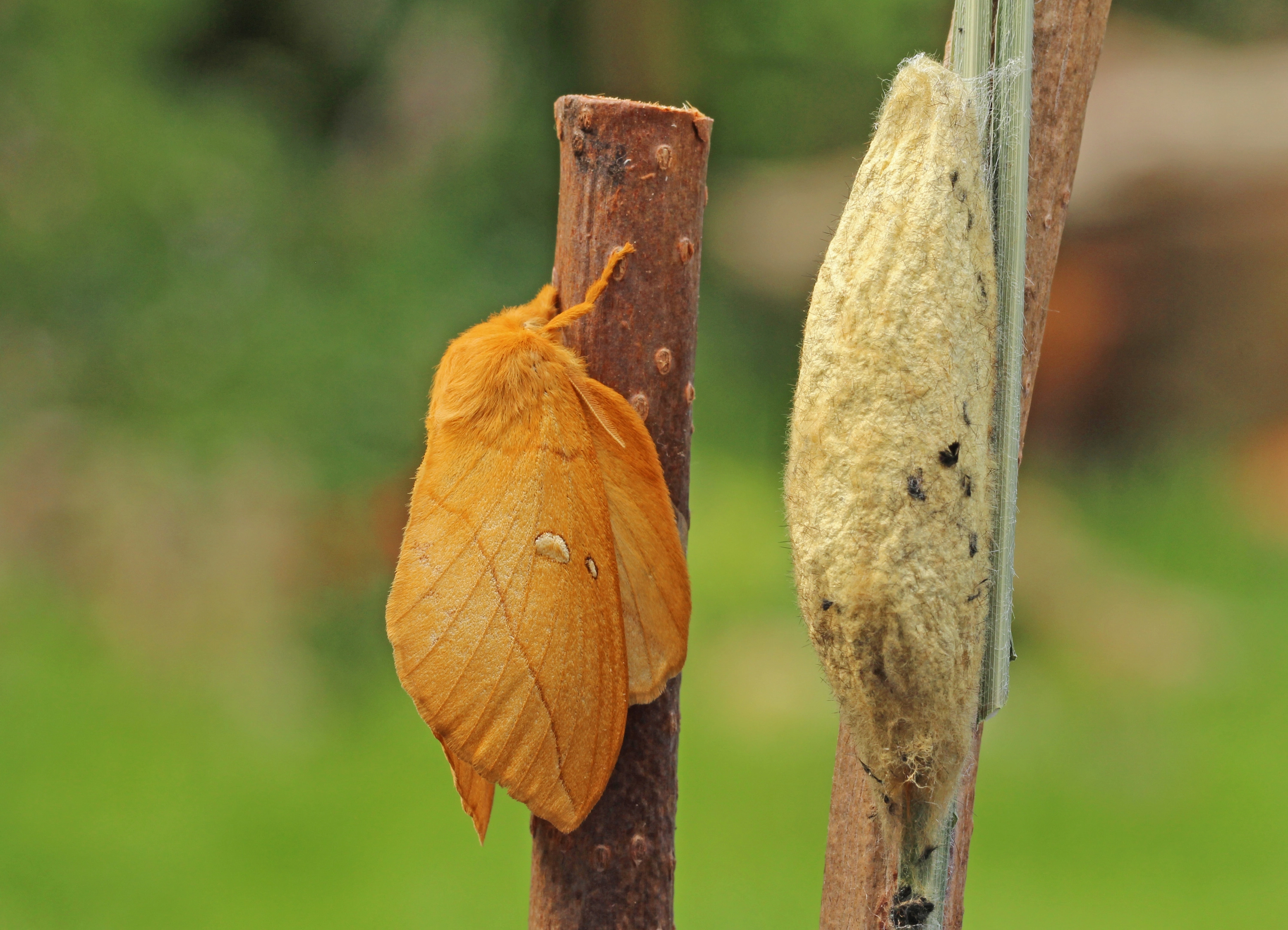 Euthpota_40475_.jpg