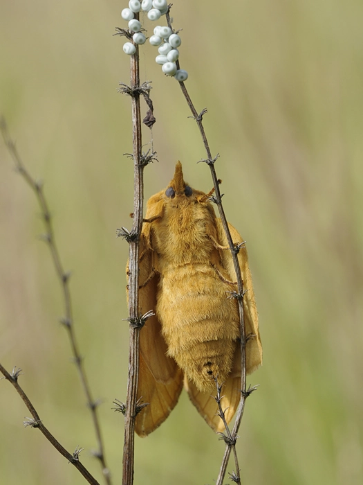 Euthpota_42249_.jpg
