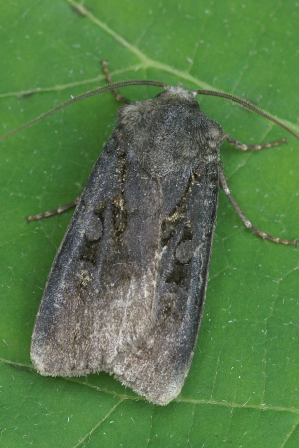 Euxonigr_25068_.jpg