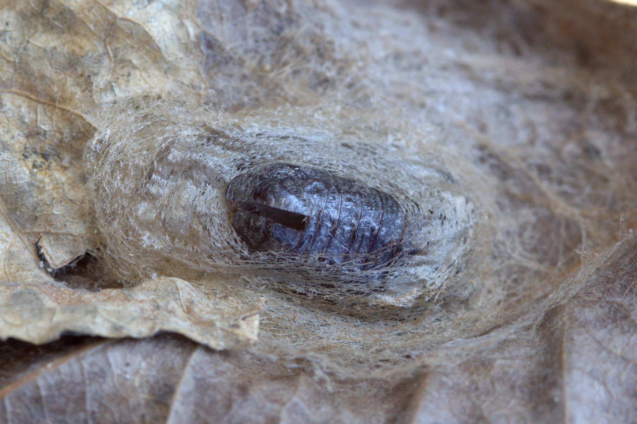 Glupcren_48700_.jpg