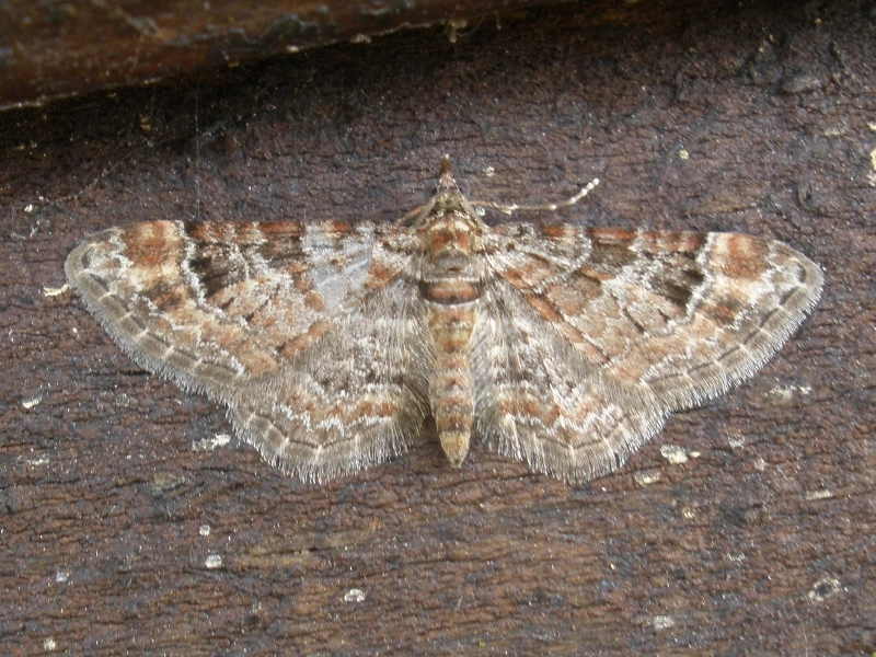 Gymnrufi_30554_.jpg