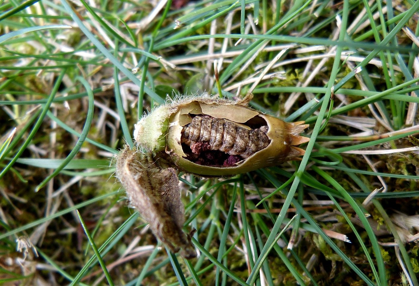 Hadebicr_50247_.jpg
