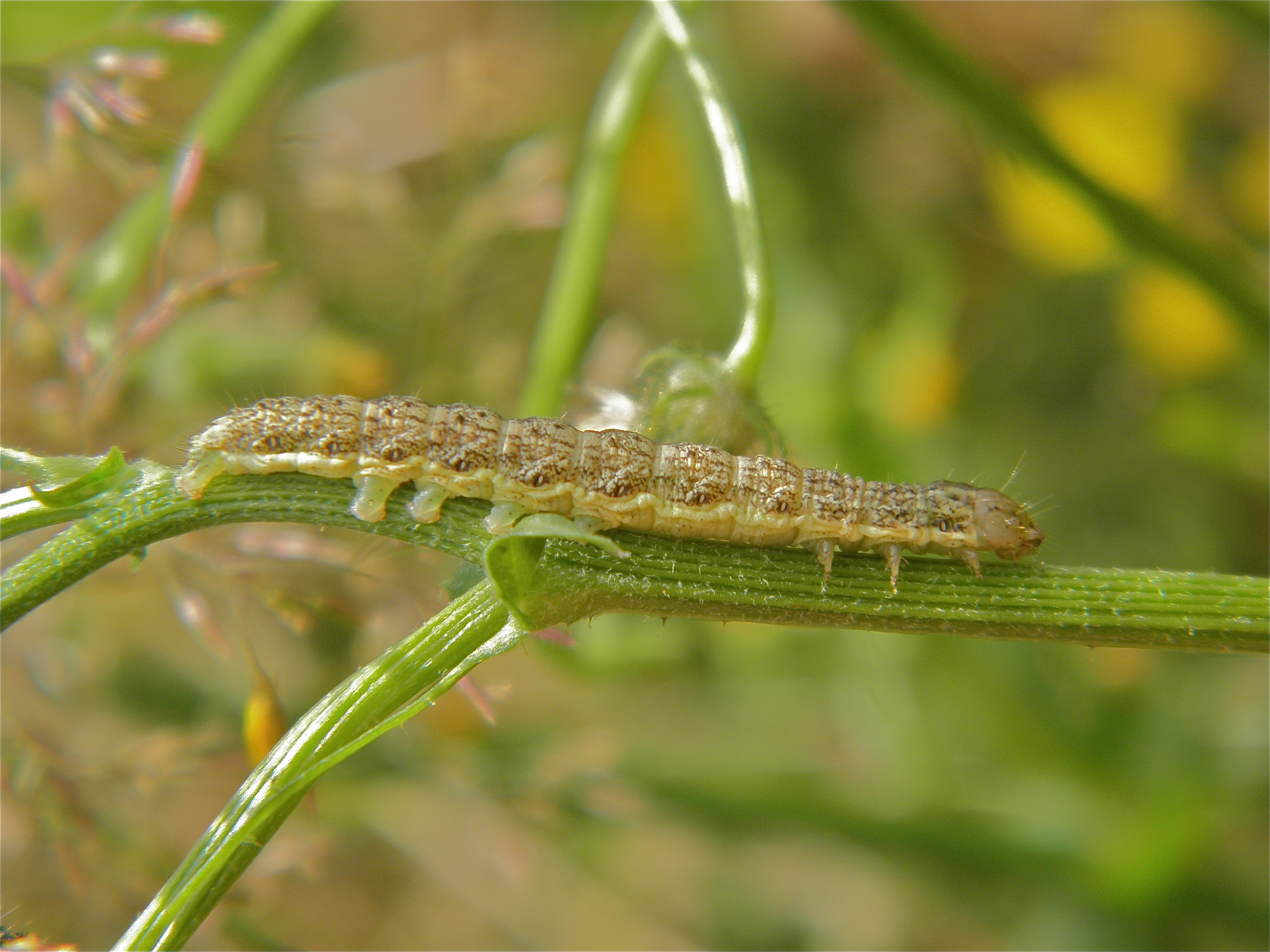 Hecabico_52265_.jpg