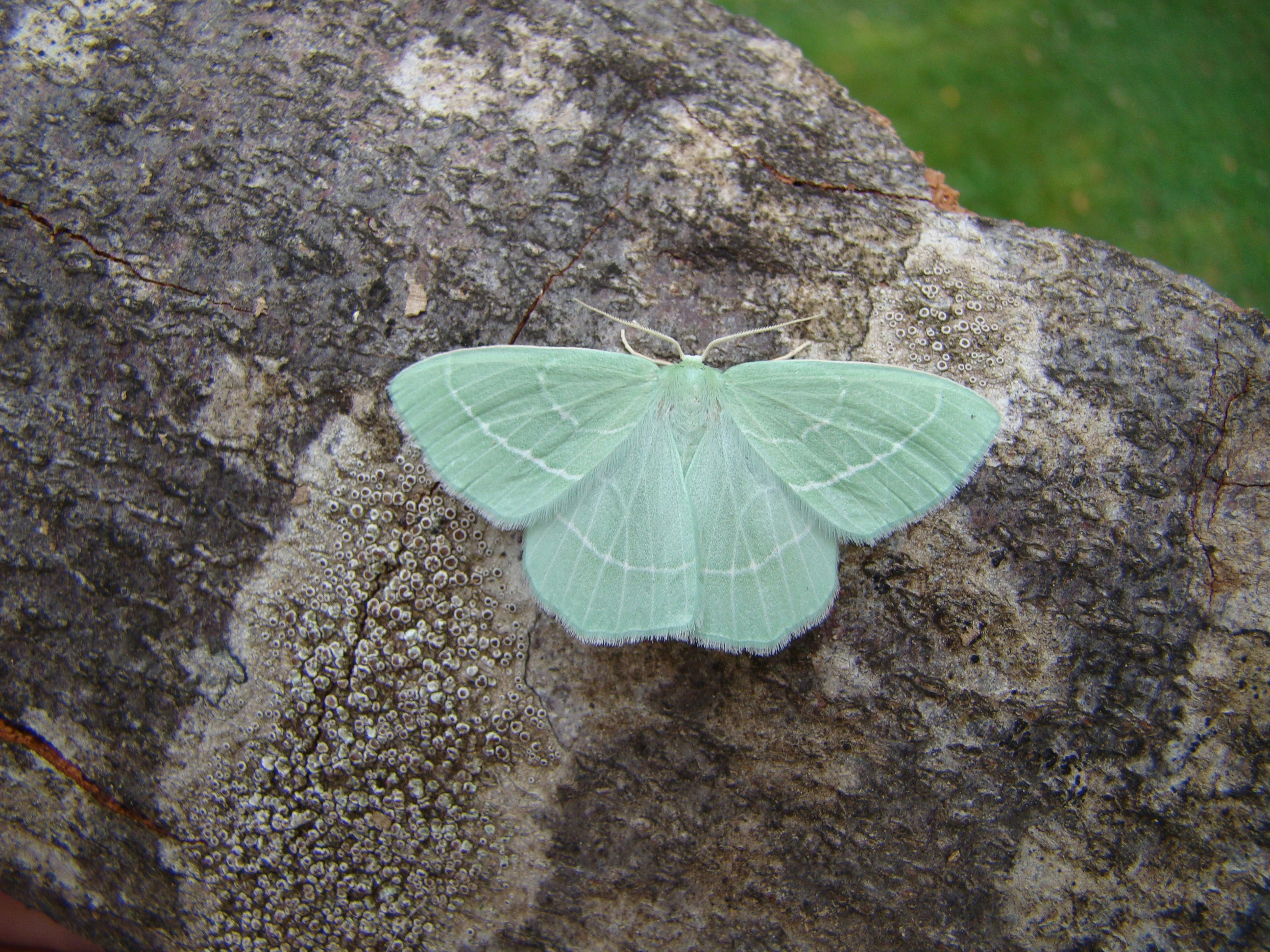 Hemichry_29047_.jpg