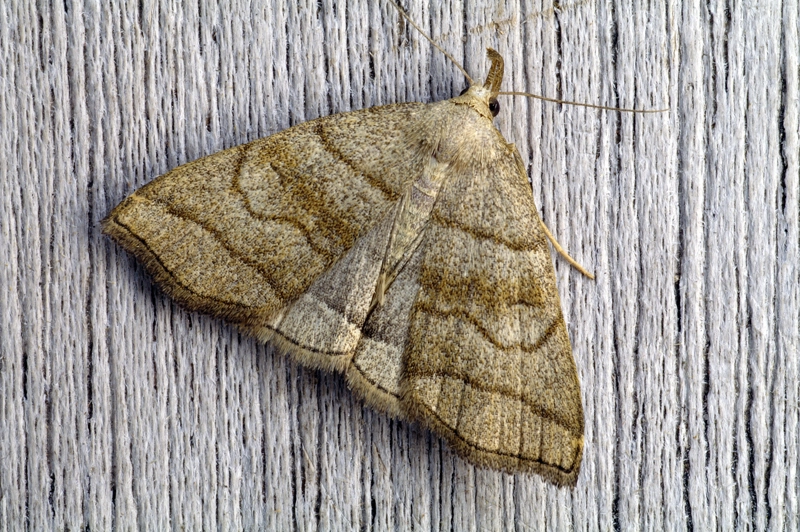 Hermtacr_38434_.jpg
