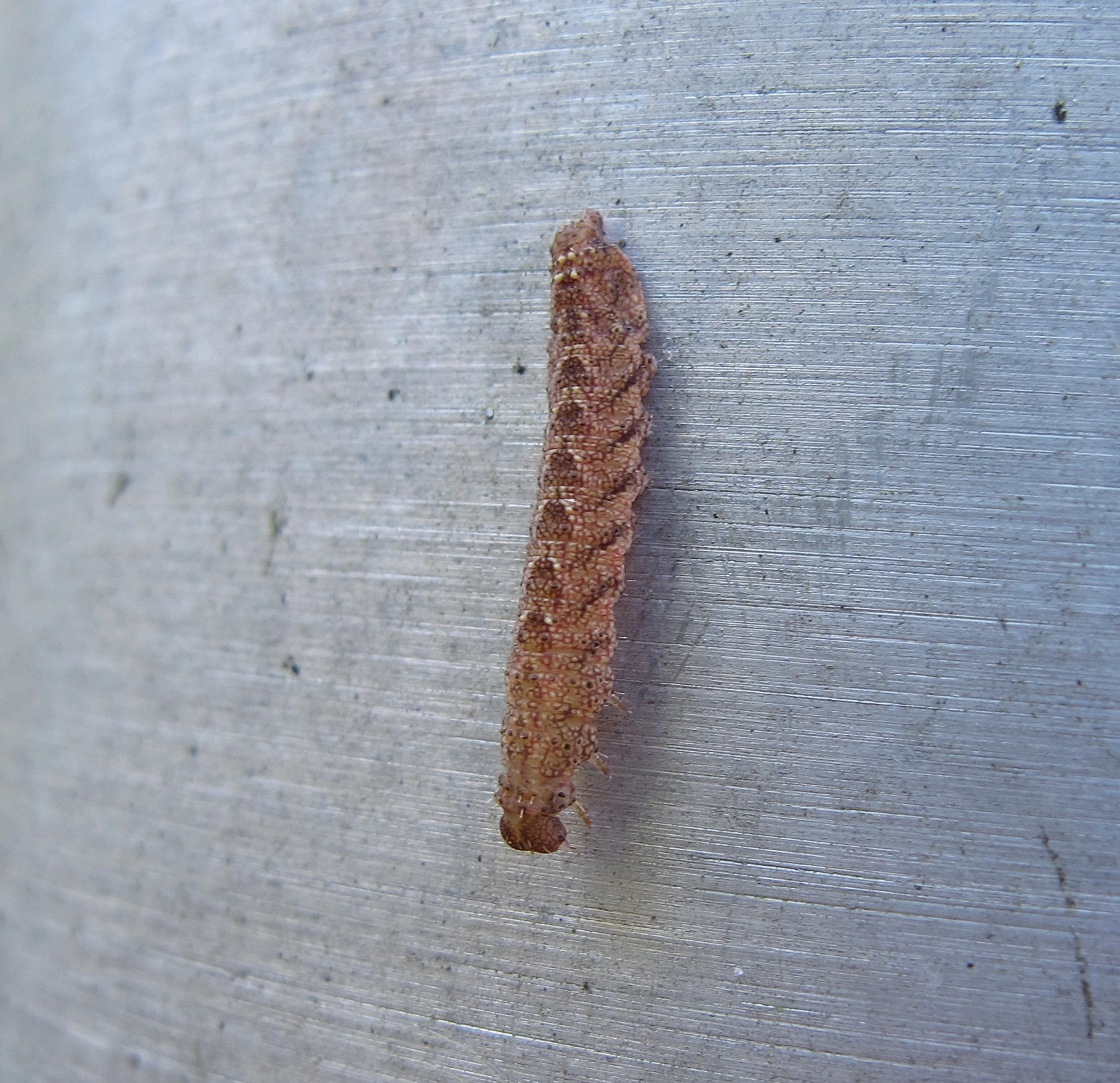 Hermtacr_50231_.jpg