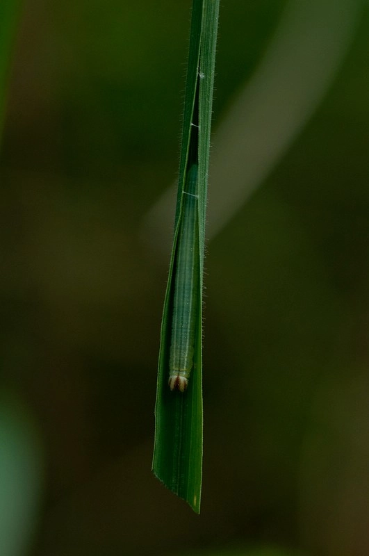 Hetemorp_47046_.jpg