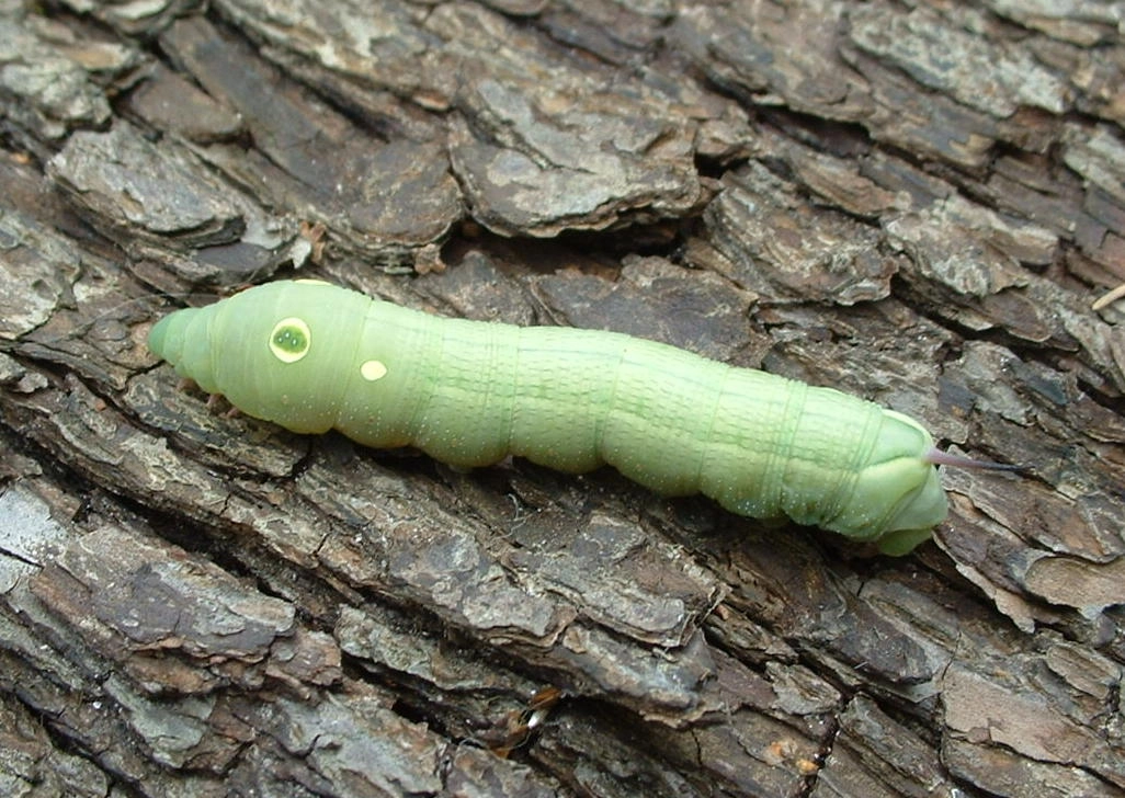 Hippcele_31448_.jpg