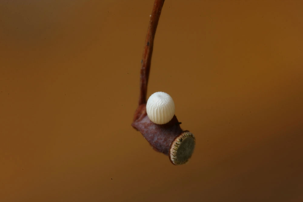 Hippseme_38123_.jpg