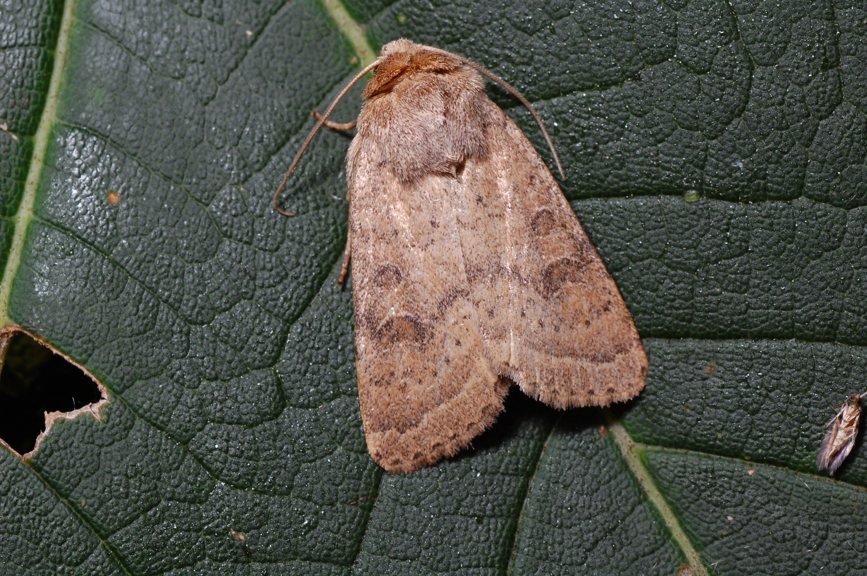 Hoplocto_45490_.jpg