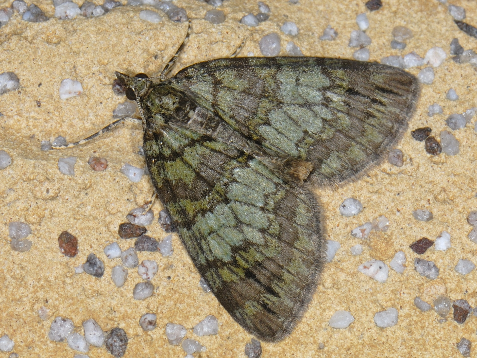 Hydrimpl_23331_.jpg