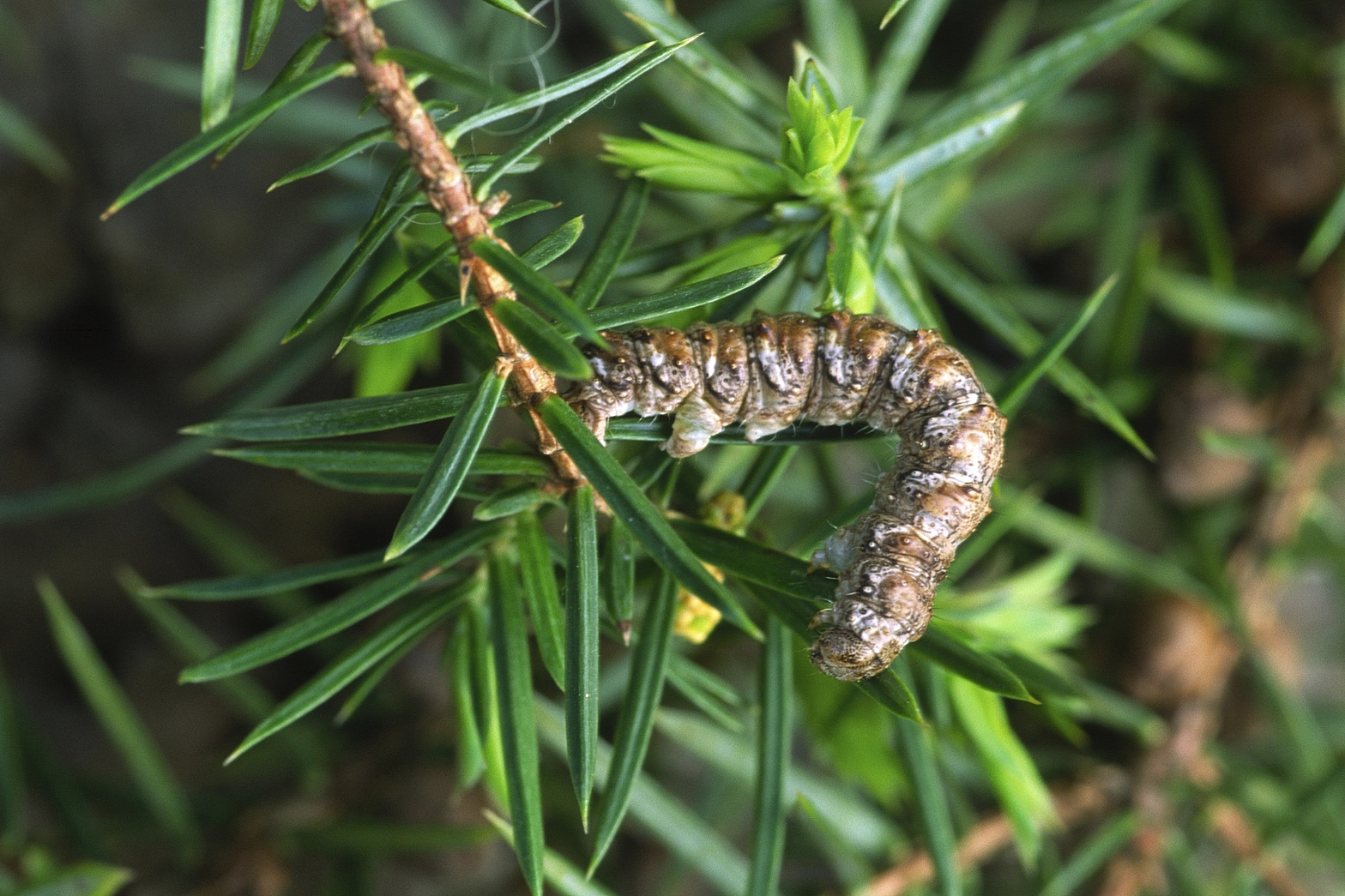 Hylafasc_13754_.jpg