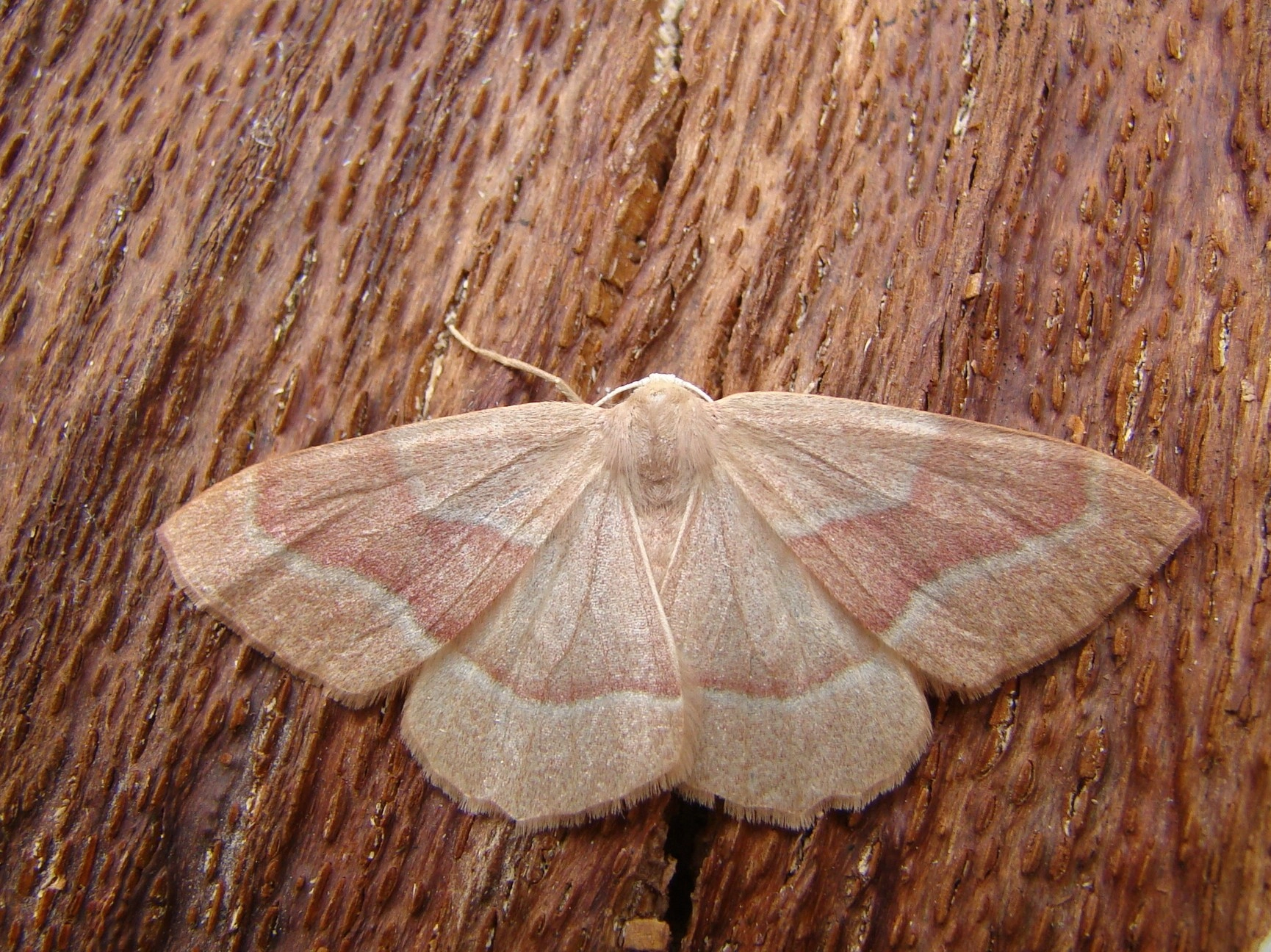 Hylafasc_29105_.jpg