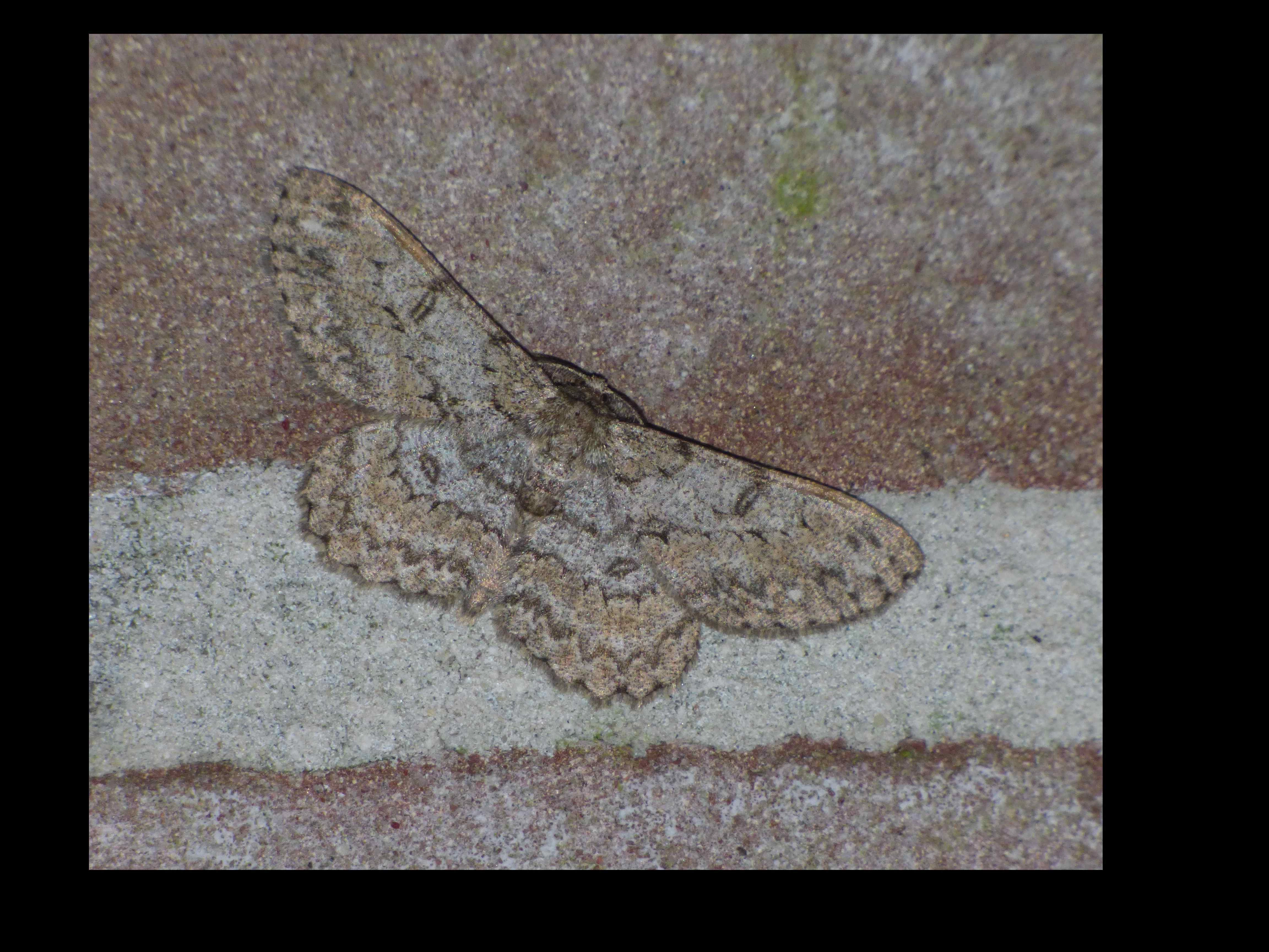 Hypopunc_54065_.jpg