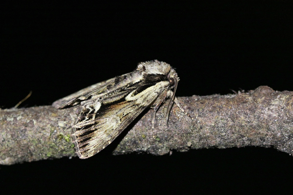 Hypprect_54006_.jpg